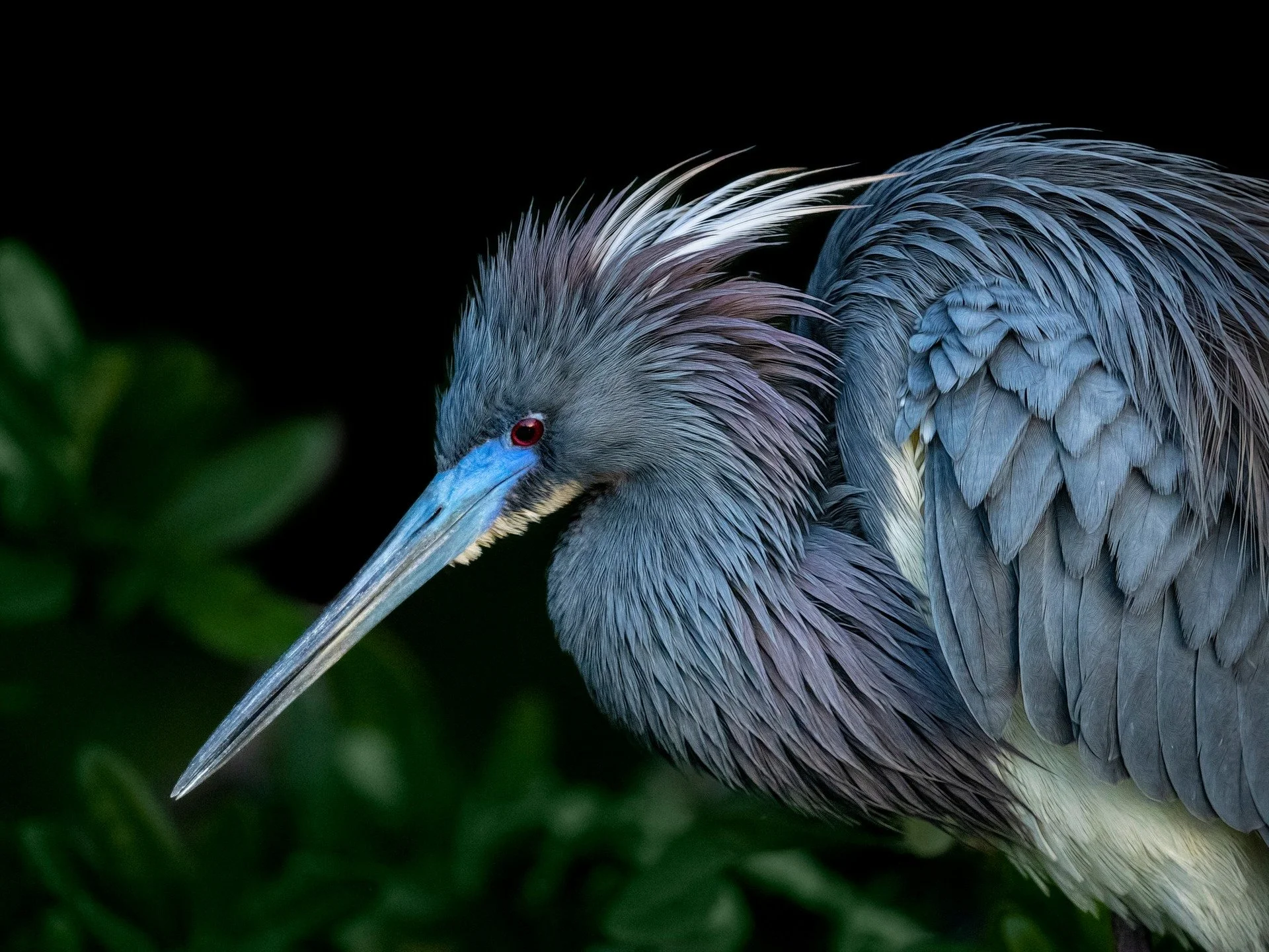 Tri-colored Heron, breeding plummage.

Taken, handheld, with the @omsystem.americas M.Zuiko Digital ED 150-400mm F4.5 TC1.25X IS PRO
OM-1 Mark II

@omsystem.cameras #omsystemcameras #seetheunseen #itsinournature #omsystem #lisatomphotos #tricoloredhe