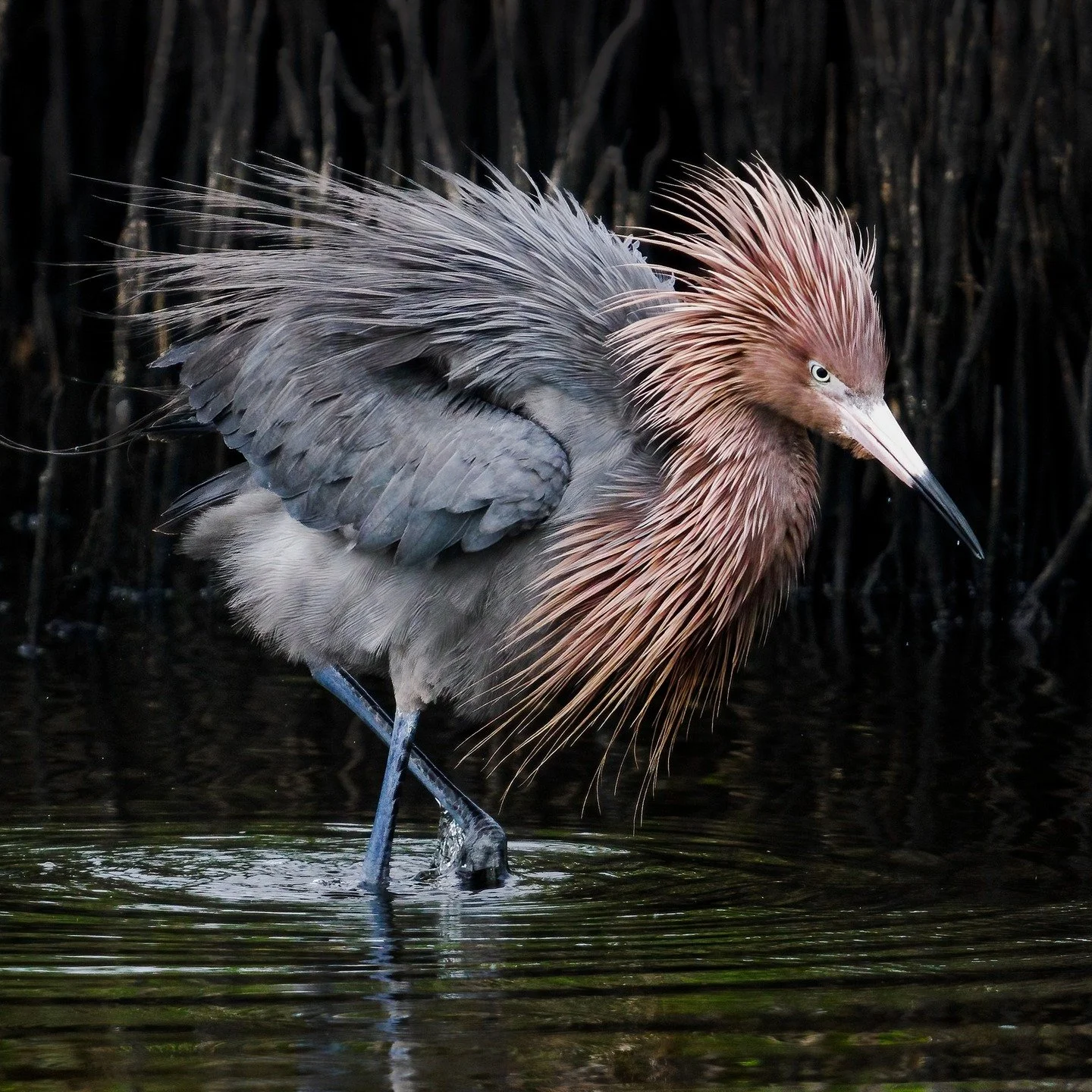 Reddish Egret, breeding plumage

Taken, handheld, with the @omsystem.americas M.Zuiko Digital ED 150-400mm F4.5 TC1.25X IS PRO
OM-1 Mark II

@omsystem.cameras #omsystemcameras #seetheunseen #itsinournature #omsystem #lisatomphotos #reddishegret