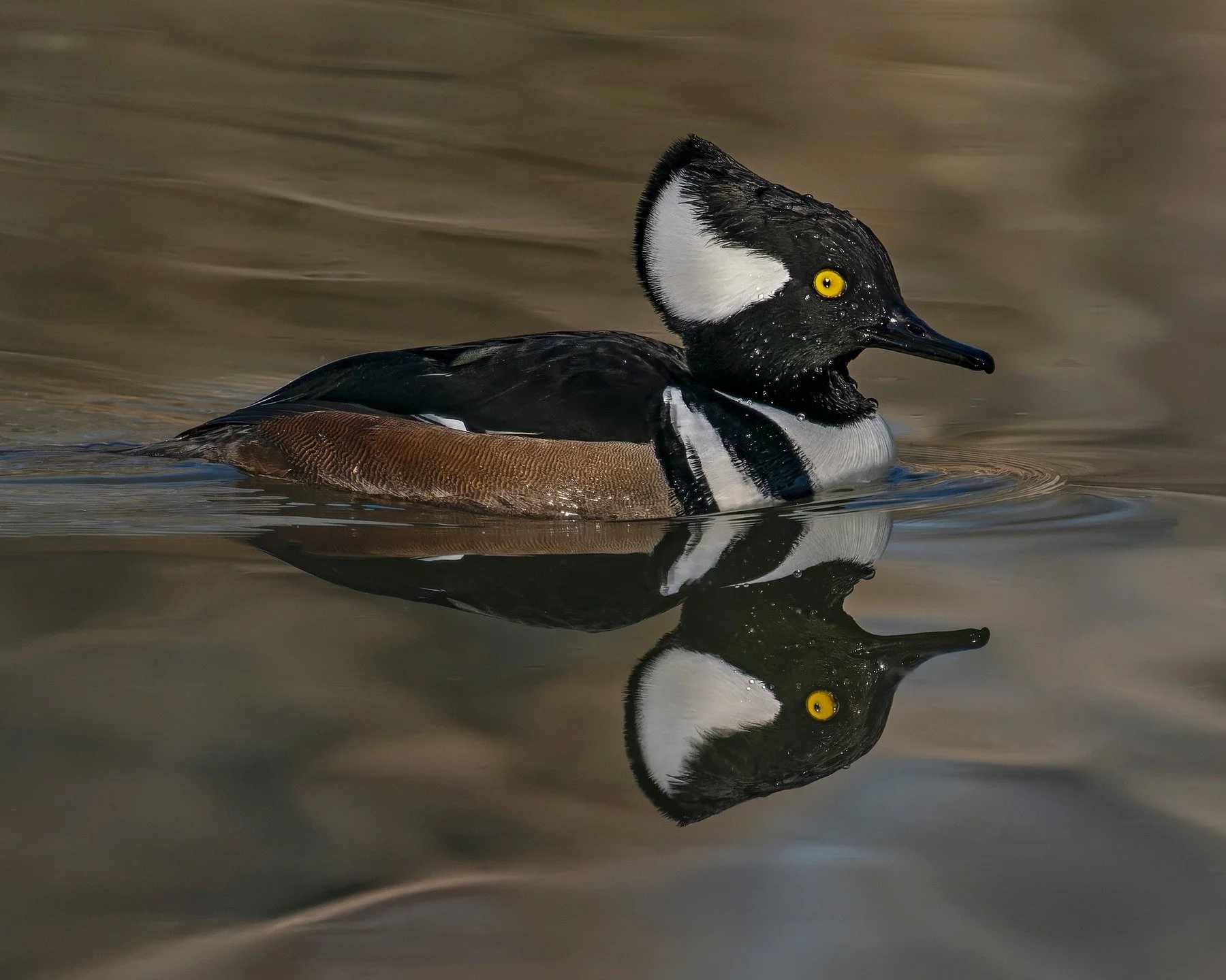 Hooded merganser
Imagine if humans could control their hair the way that birds control their hear feathers! LOL

Taken, handheld, with the @omsystem.americas M.Zuiko Digital ED 150-400mm F4.5 TC1.25X IS PRO
OM-1 Mark II

1/2500s | F5.6 | ISO 6400

@o