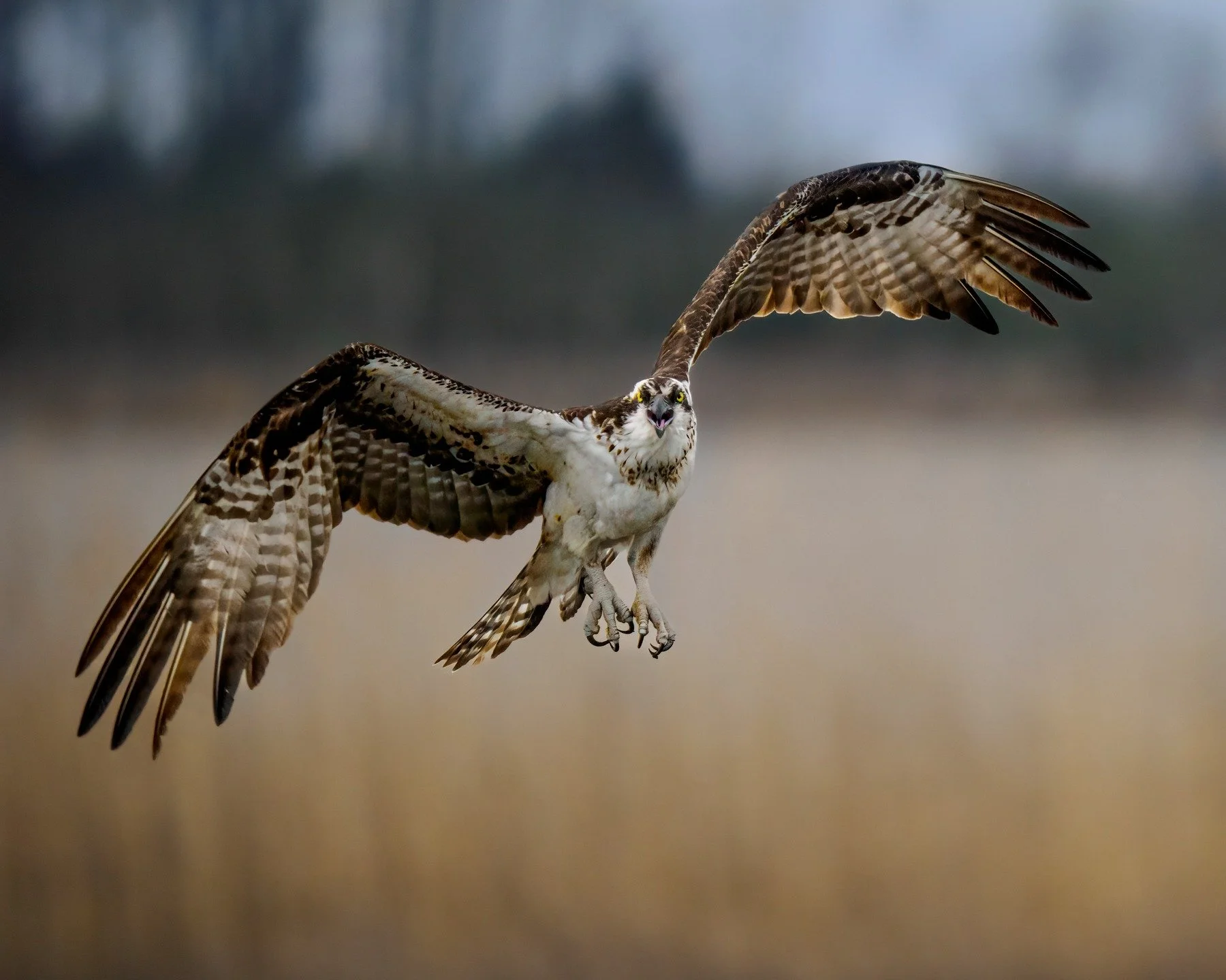 The Osprey are back!

Taken, handheld, with the @omsystemamericas OM1 mark ii camera with the OM SYSTEM M.Zuiko Digital ED 150-400mm f/4.5 TC1.25x IS PRO lens with the 1.25X internal lens teleconverter engaged.

@omsystem.cameras #omsystem #itsinourn