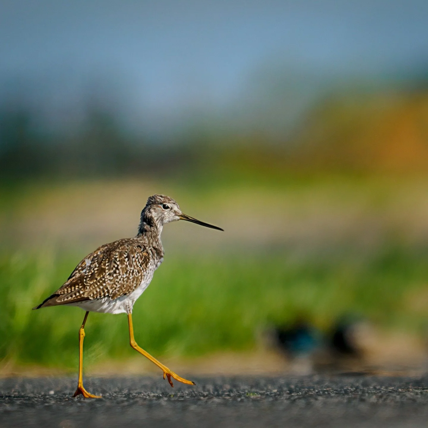 Why did the Greater Yellowlegs cross the road?

Taken, handheld, with the @omsystemamericas OM1 mark ii camera with the OM SYSTEM M.Zuiko Digital ED 150-400mm f/4.5 TC1.25x IS PRO lens with the 1.25X internal lens teleconverter engaged.

@omsystem.ca
