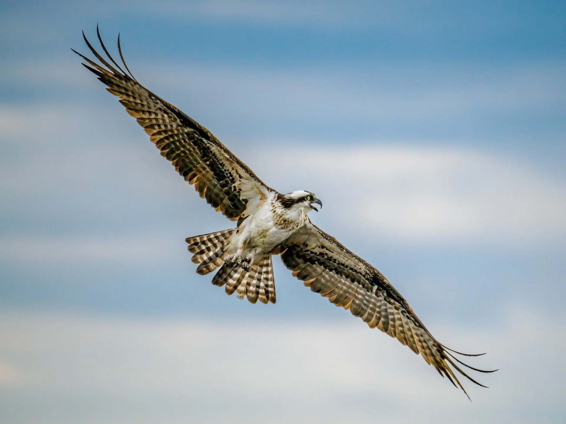The Osprey are back!

Taken, handheld, with the @omsystem.americas OM1 mark ii camera with the OM SYSTEM M.Zuiko Digital ED 150-400mm f/4.5 TC1.25x IS PRO lens with the 1.25X internal lens teleconverter engaged.

@omsystem.cameras #omsystem #itsinour