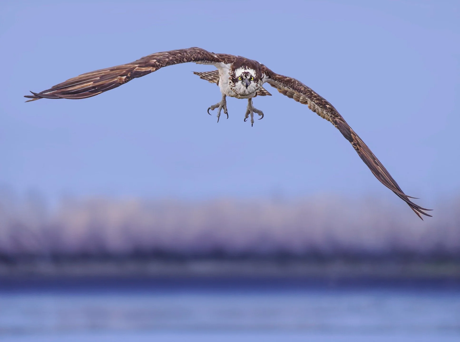 Coming in for a landing, the osprey platforms are being claimed for this next nesting season.

Taken, handheld, with the @omsystem.americas OM1 mark ii camera with the OM SYSTEM M.Zuiko Digital ED 150-400mm f/4.5 TC1.25x IS PRO lens with the 1.25X in