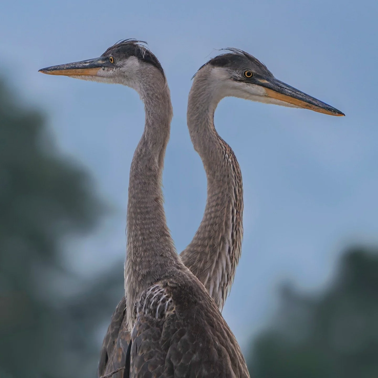 Juvenile Great Blue Herons

What would you caption this image??

Taken, handheld, with the @omsystem.americas OM1 mark ii camera with the OM SYSTEM M.Zuiko Digital ED 150-400mm f/4.5 TC1.25x IS PRO lens with the 1.25X internal lens teleconverter enga