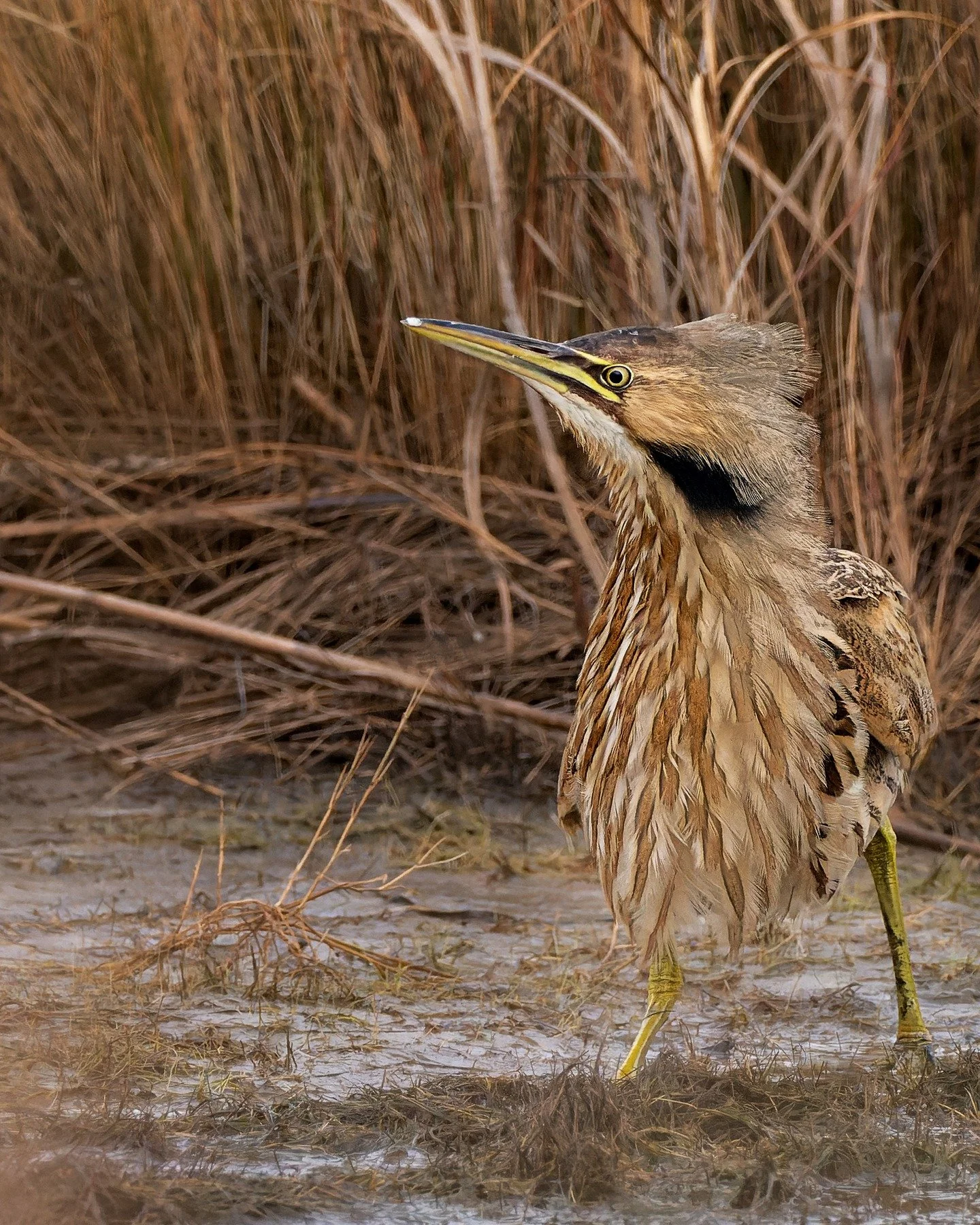 American Bittern

Taken, handheld, with the @omsystem.americas OM1 camera with the OM SYSTEM M.Zuiko 300mm lens with the 1.4X external teleconverter attached.

@omsystem.cameras #omsystem #itsinournature #seetheunseen #bittern #birds #lisatomphotos w