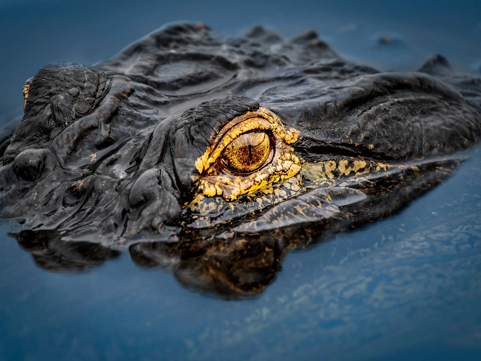 Alligator

Taken, handheld, with the @omsystem.americas OM1 mark ii camera with the OM SYSTEM M.Zuiko Digital ED 150-400mm f/4.5 TC1.25x IS PRO lens with the 1.25X internal lens teleconverter engaged.

@omsystem.cameras #omsystem #itsinournature #see