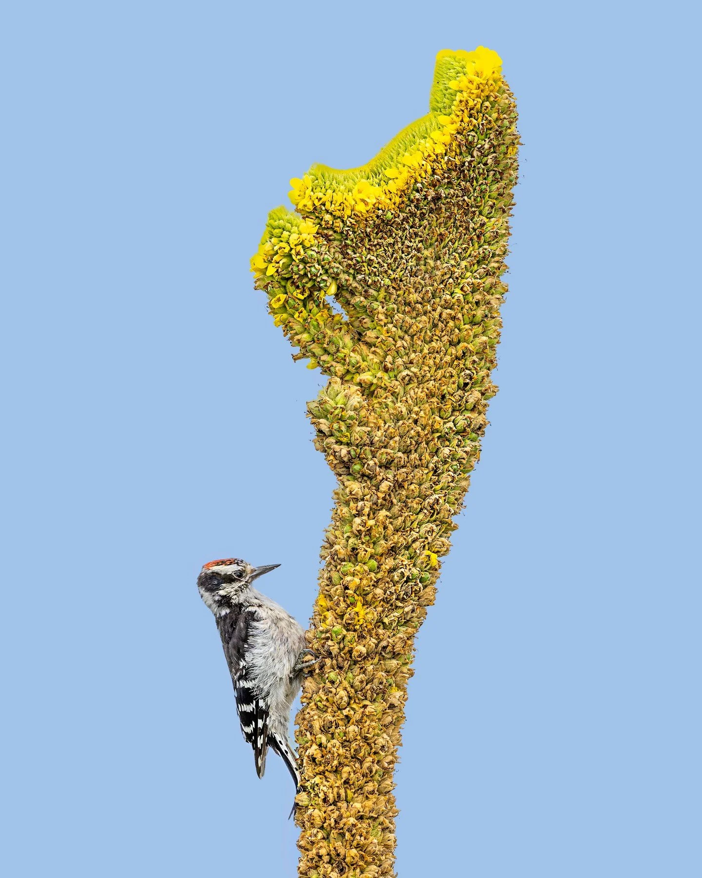 Hairy Woodpecker

Taken, handheld, with the @omsystem.americas OM-1 mark II and M Zuiiko 150-400mm lens.

lisatomphotos #omsystem #itsinournature #woodpecker