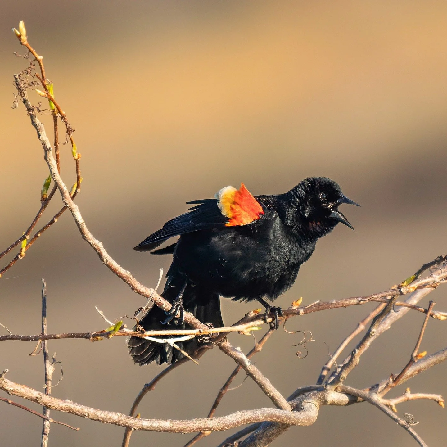 RWBB
Red-winged Blackbird

It seems wrong that out of this bird,
Black, bold, a suggestion of dark
Places about it, there yet should come
Such rich music, as though the notes&rsquo;
Ore were changed to a rare metal
At one touch of that bright bill.
Y