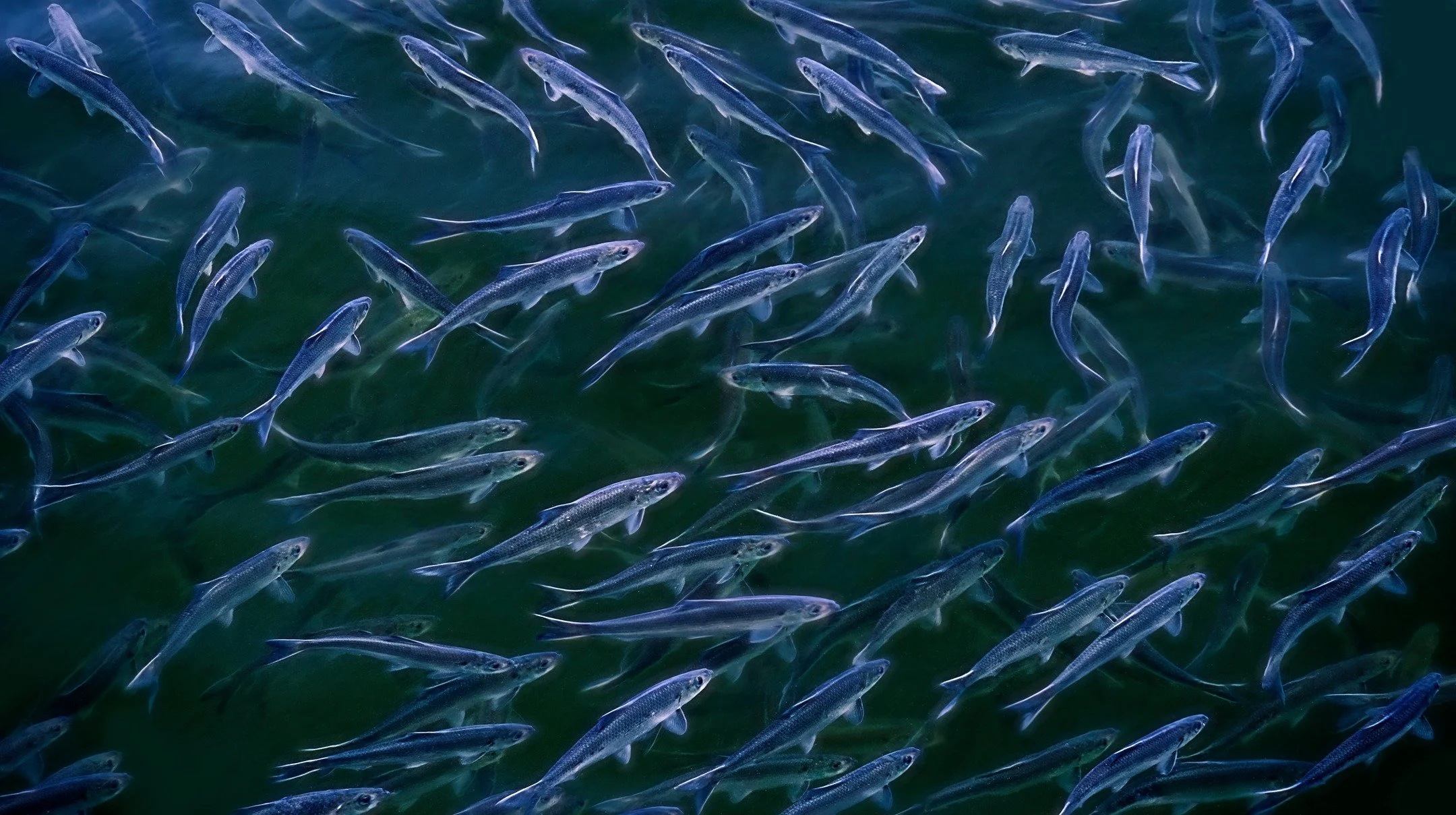 TB
Waiting for the alewives