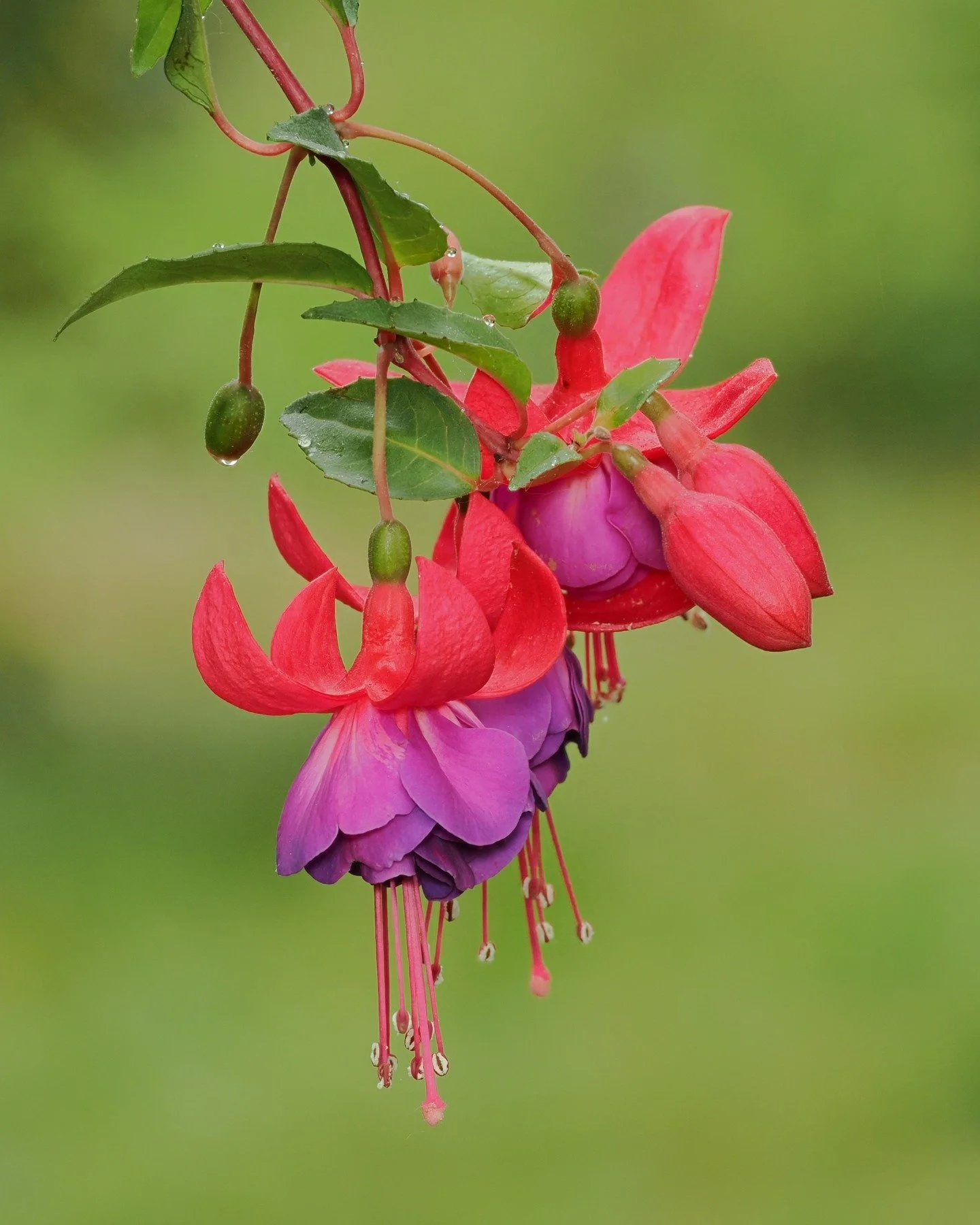 In-camera focus stacking. I am sooo addicted to in-camera sfocus stacking with my @omsystem.americas camera, the background has bokeh and the subject has detail.

Swipe right to see the lenses compatible with in-camera focus stacking

#fuschia #focus