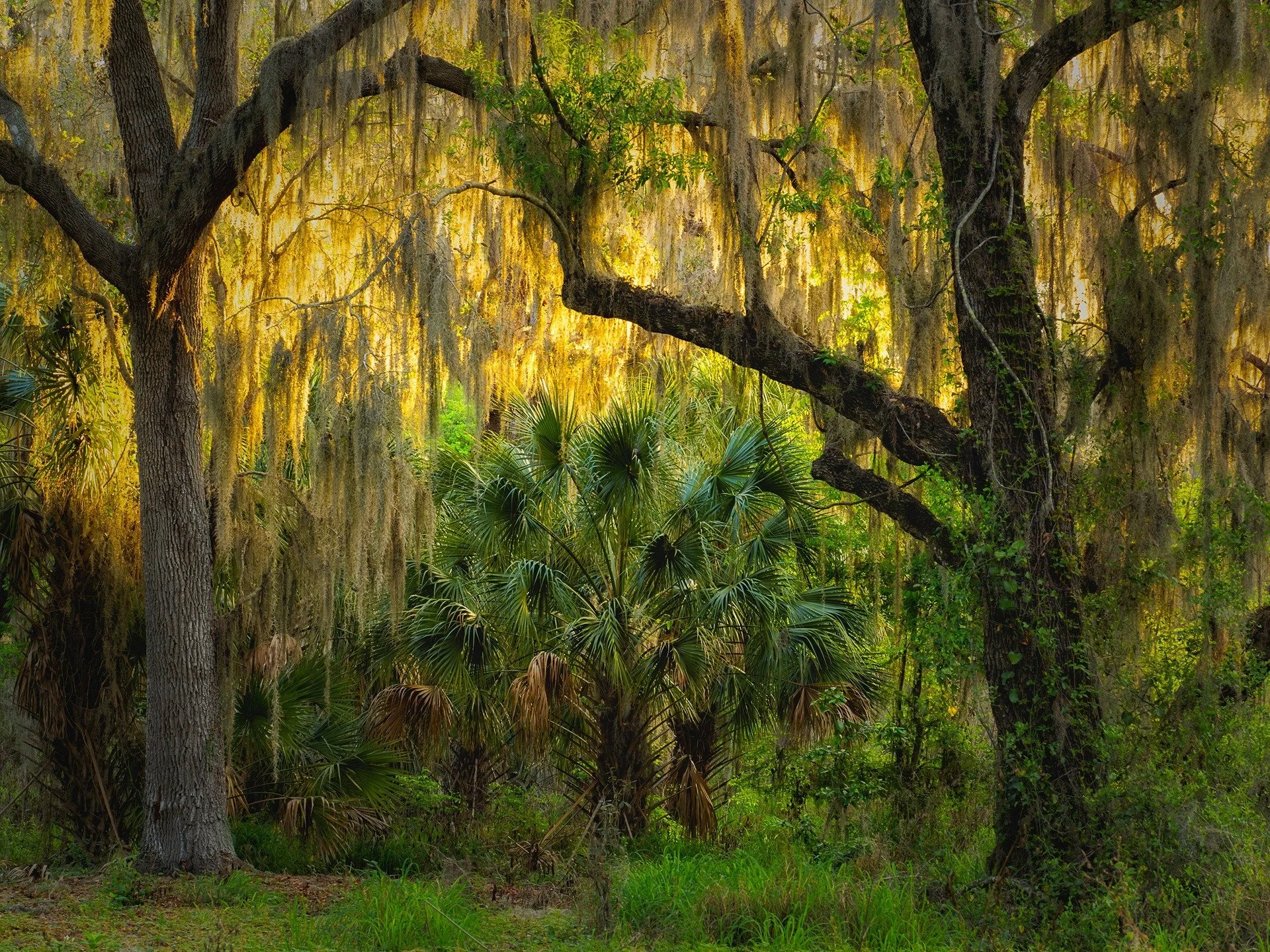 High Res Mode

f6.3 |ISO 200 | 1/13

Taken with the @omsystem.cameras M. Zuiko 50-200mm lens on my OM-1 mark II with @omsystem.americas and @franktaylorsmith 

#highresmode #omsystem #lisatomphotos #spanishmoss #landscape