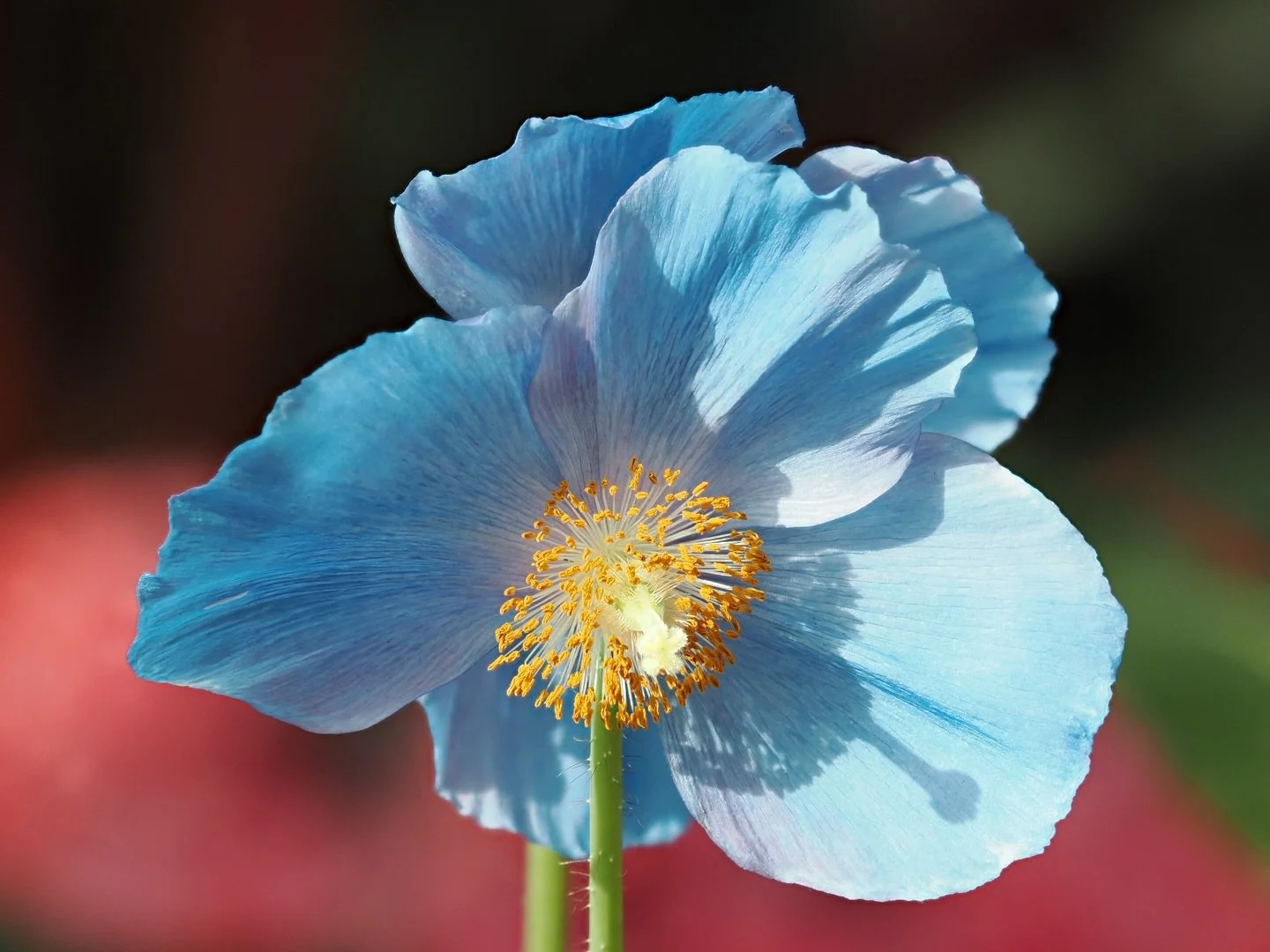 I just loved the shadow of the middle of the flower on the petal 

Blue Himalayan poppy 
SOOC (straight out of camera)

Taken with the @omsystem.americas M Zuiko 90mm macro lens on my OM-1 mark ii 

And then transferred to the phone via then OI share