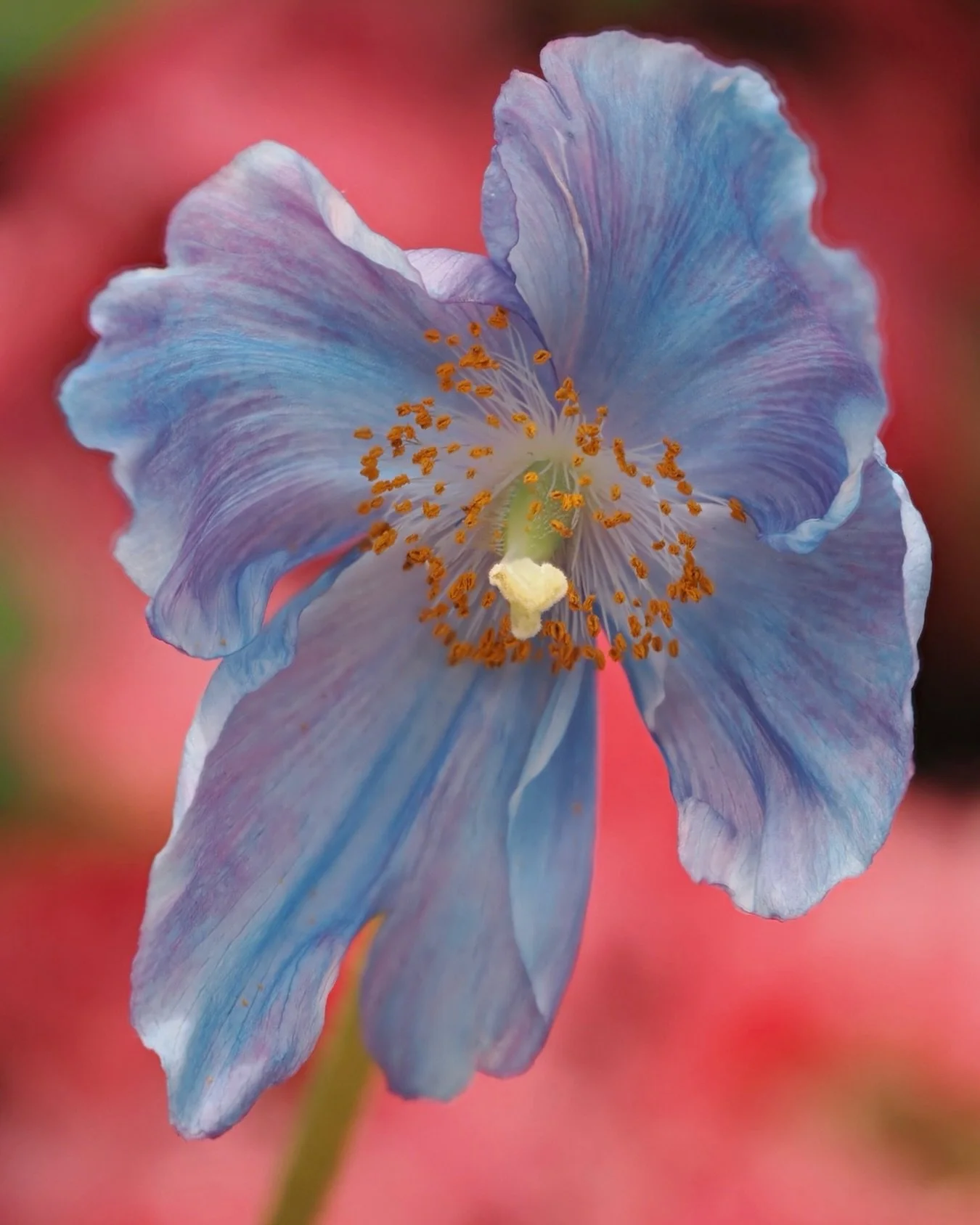 Blue Himalayan poppy 
SOOC (straight out of camera)

Taken with the @omsystem.americas M Zuiko 90mm macro lens on my OM-1 mark ii 

And then transferred to the phone via then OI share app 

#OMSystem #poppy #flower