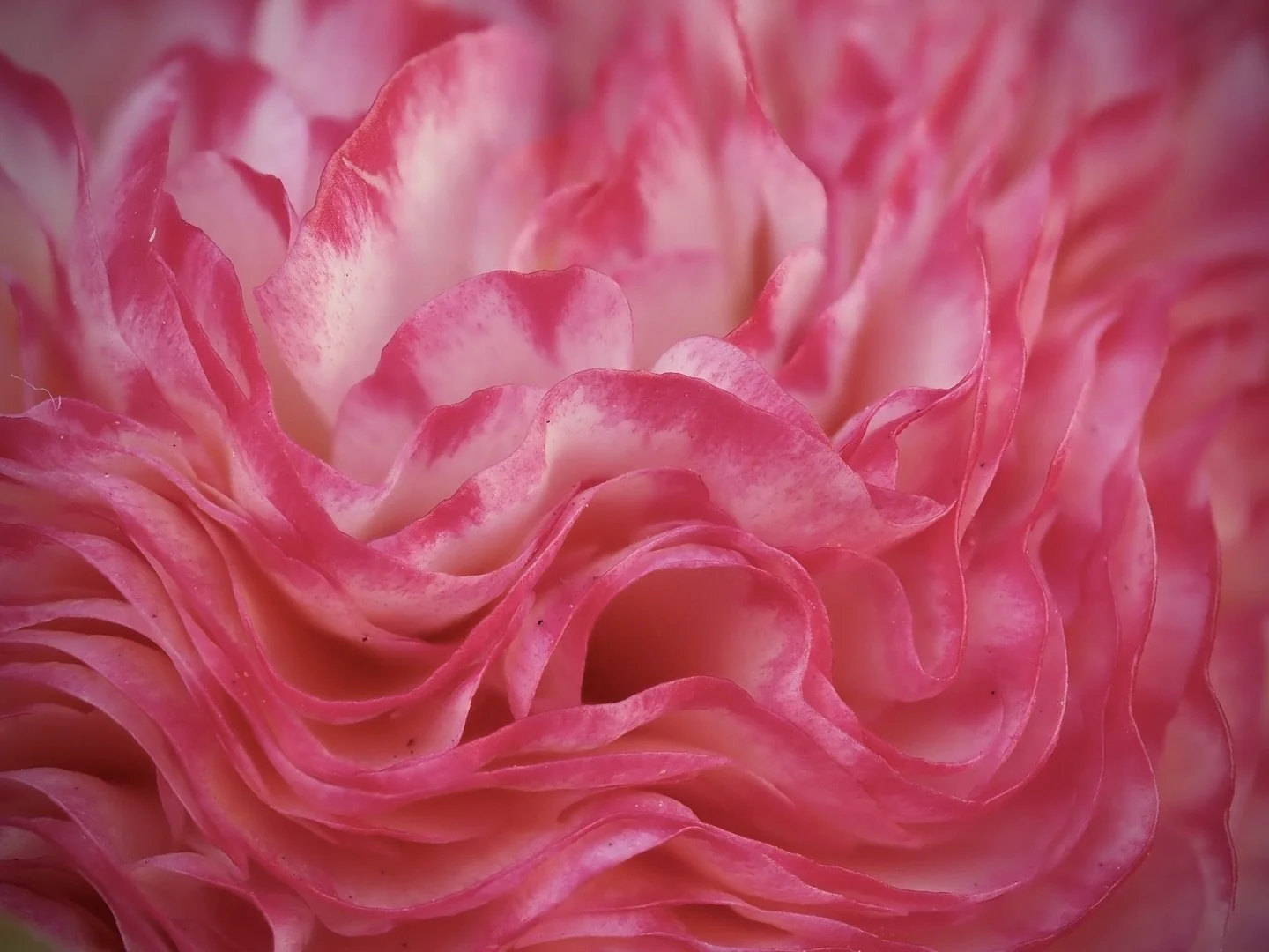 Ranunculus 
Focus stacked in-camera 
Taken, handheld, with the @omsystem.americas M Zuiko 60mm on my OM-5 mark ii

#ranunculus #flower #omsystem #lisatomphotos #focusstacking
