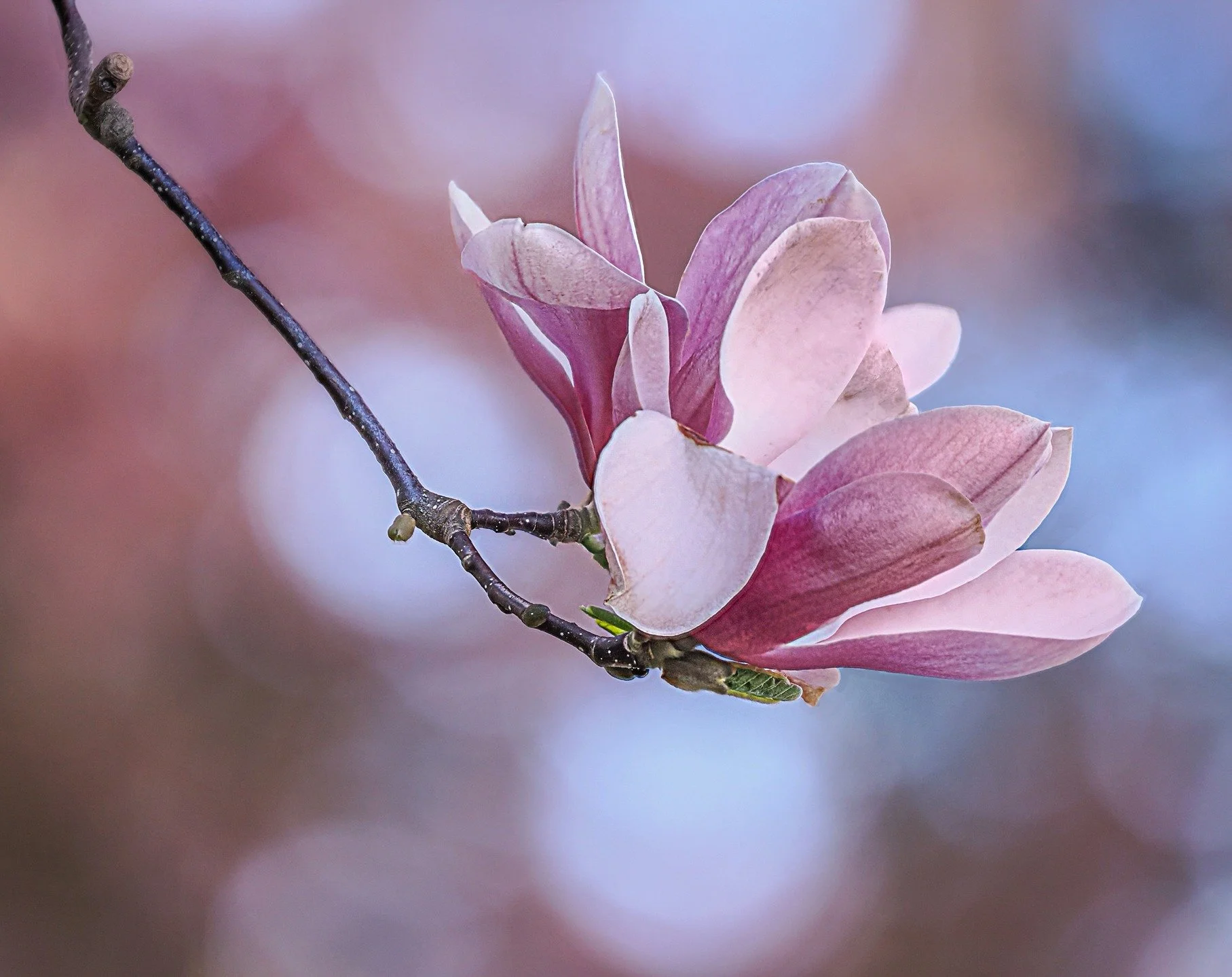 Magnolia
Taken, handheld, with the @omsystem.americas M Zuiko 50-200mm lens on my OM-1 markII.
Focus-stacked in-camera

#spring2026 #magnolia #lisatomphotos#focusstacking #floweringtree #omsystem @omsystem.cameras