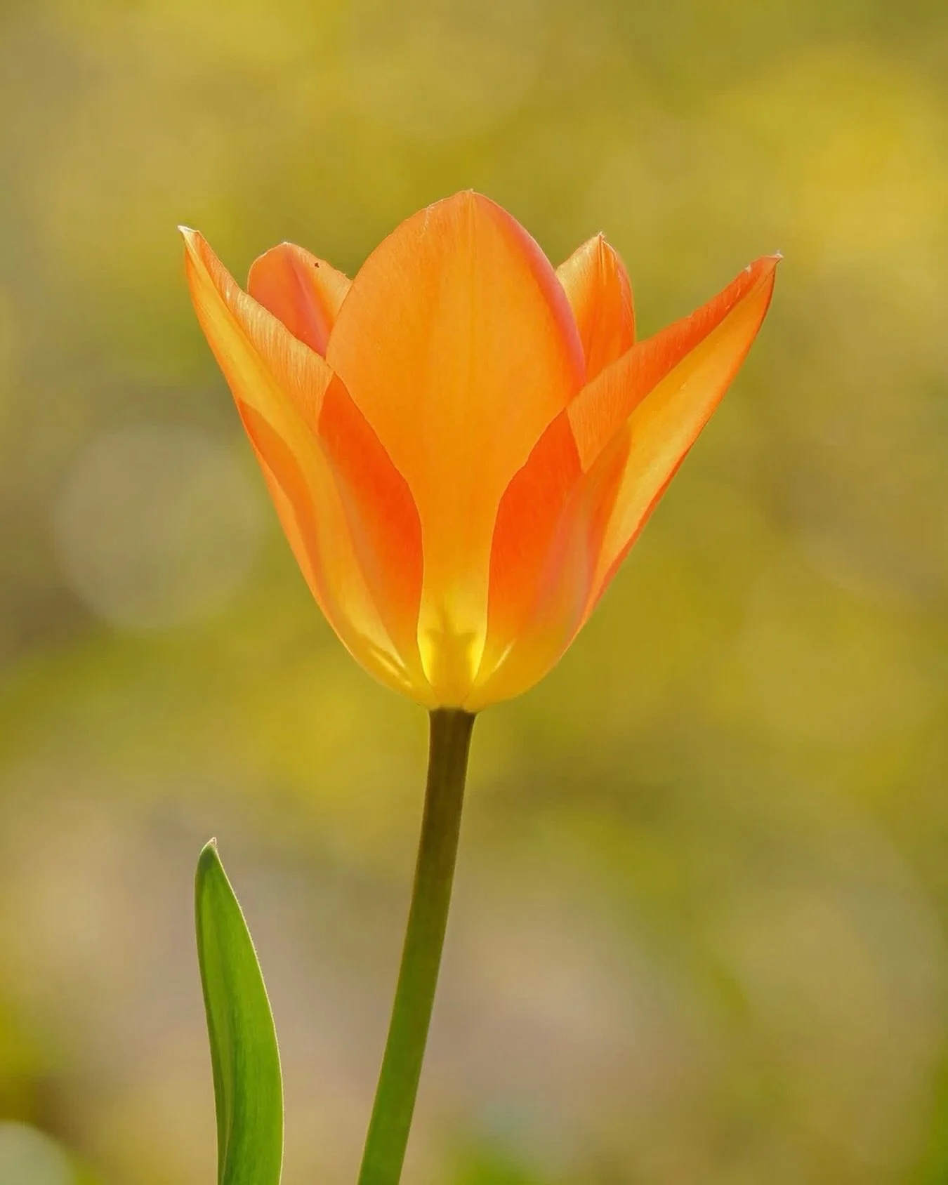 Tulips are back. 

M.Zuiko Digital ED 50-200mm F2.8 IS PRO
OM-1 Mark II | 1/500s | F2.8 | ISO 200

OM System LisaTom.Photos Lisa Cuchara Frank T. Smith Photography @Frank Smith

 #seetheunseen #omsystemcameras #itsinournature #omsystemambassador #lis