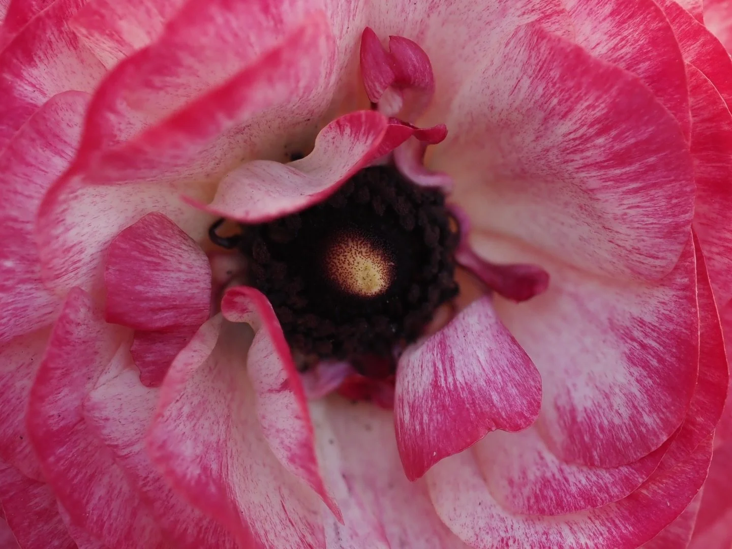 The inside of a tulip 
Taken, handheld, focus stacked@in-camera 
OM-1 Mark ii 

@omsystem.americas