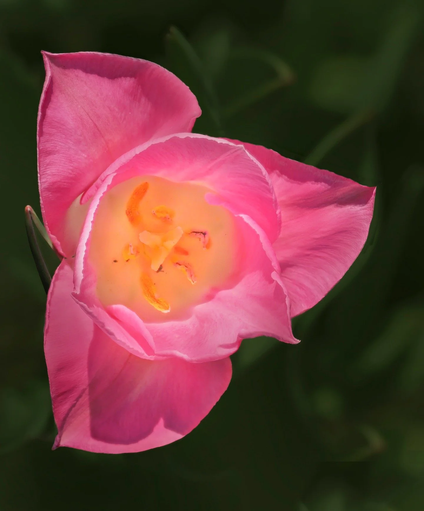Tulip.
Taken, handheld, with the M Zuiko 90mm macro lens on the @omsystem.americas OM-5 mark II, focus stacked in-camera

#lisatomphotos #tulips #flowers #omsystem #seetheunseen @omsystem.cameras