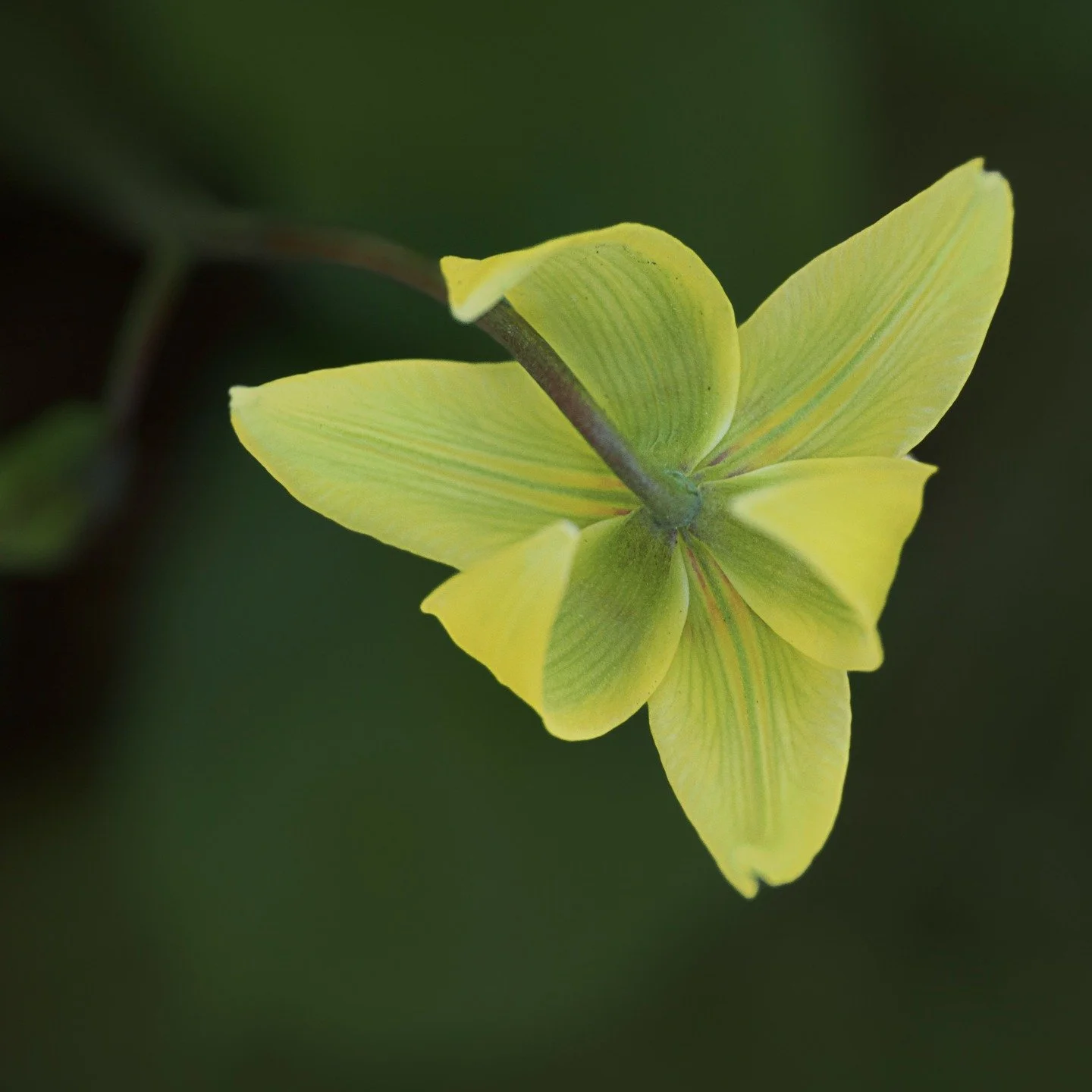 Trout Lily, a Spring ephemeral!
Taken, handheld, with the M Zuiko 90mm macro lens on the @omsystem.americas OM-5 mark II, focus stacked in-camera

#lisatomphotos #springephemerals #ephermerals #omsystem #seetheunseen @omsystem.cameras