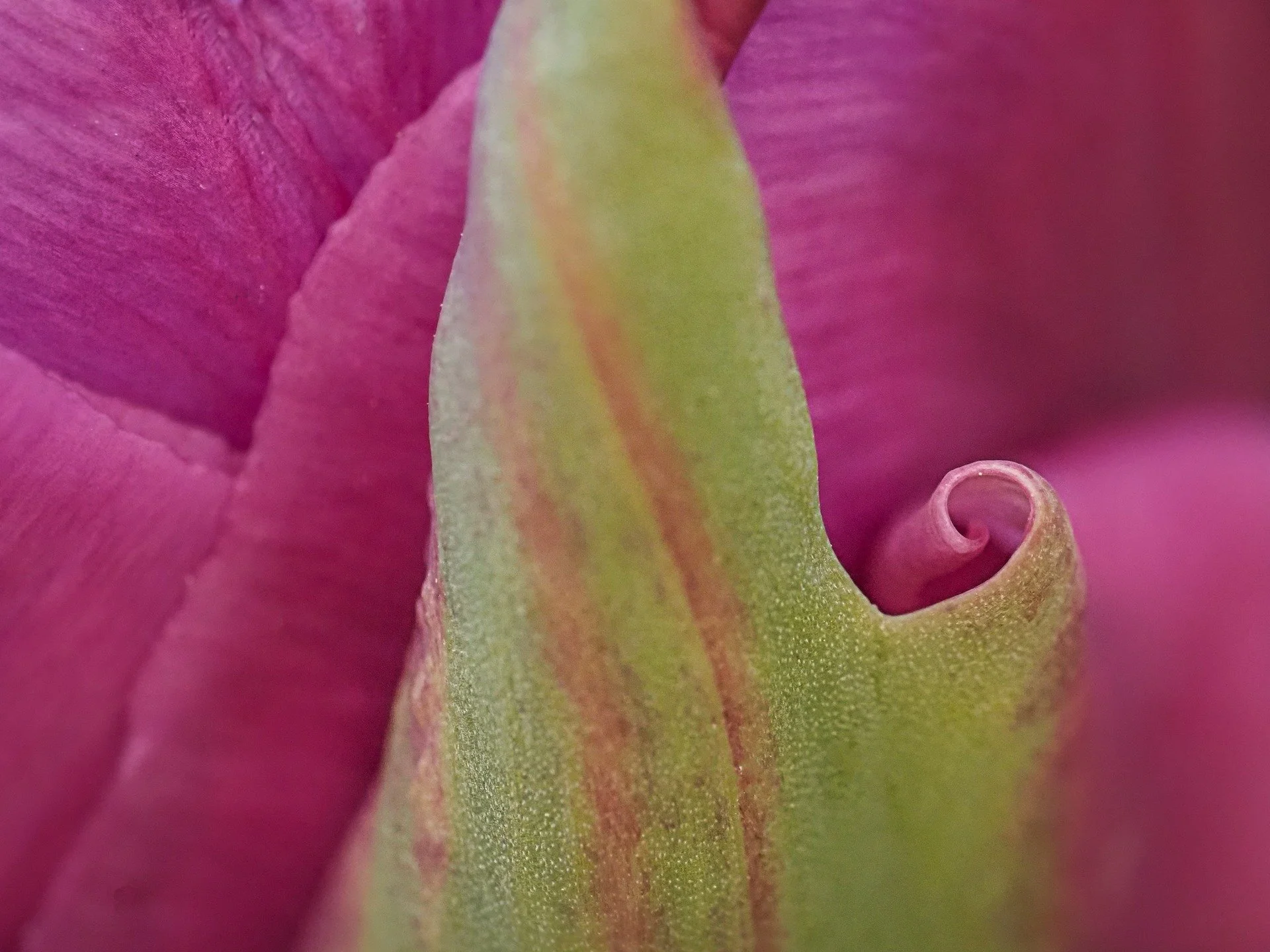 I found a whimsical "Beetlejuice" heart in this little tulip...

#omsystem #heart #tulip #whimsical #seetheunseen #om5markii

Taken with the @omsystem.americas M Zuiko 90mm macro lens on the OM-5 mark II