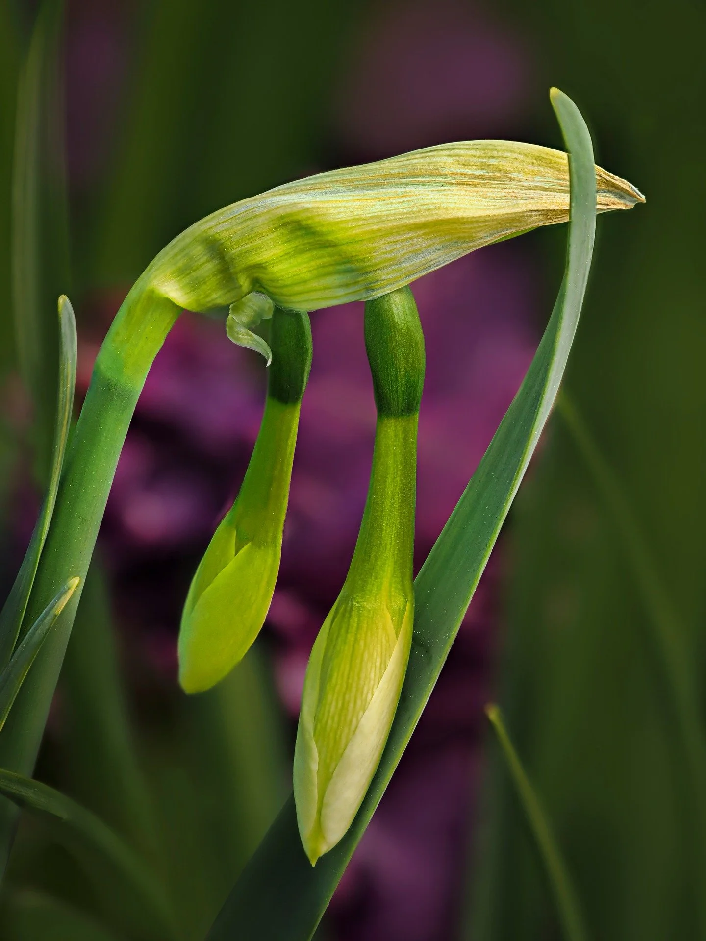 Spring at @longwoodgardens 

Focus stacked in-camera using the @omsystem.americas M Zuiko 50-200mm lens on my OM-1 mark II

When choosing a subject, look for one that is unique or has relationships and interactions...

#omsystem #spring #longwoodgard