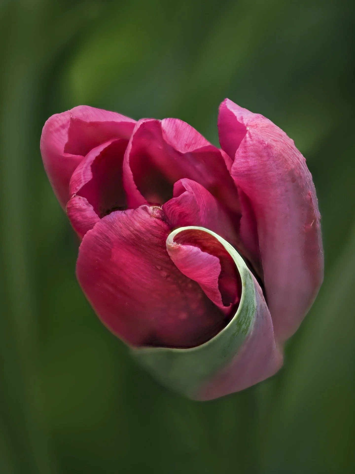 Tulip Curl

Sunny days and flowers -- a foldable light diffuser is best to bring out the true colors and prevent hotspots. Swipe right for without the diffuser

f3.2 | 1/500 | iso 200 | 12 stacks

Focus stacked in-camera
Taken with the @omsystem.amer
