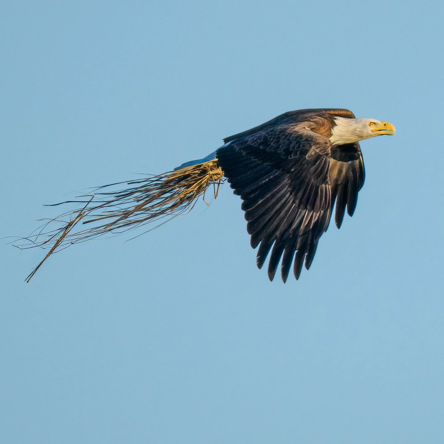 Bald Eagle with nesting material.

Taken, handheld, 1000mm FFEQ
Taken with my @omsystem.americas 150-400mm, with the internal lens 1.25X teleconverter engaged, on my OM-1 mark II

#baldeagle #eagle #omsystem #itsinounature #lisatomphotos