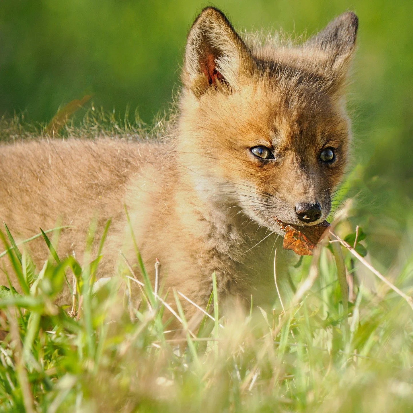 Fox Kit. Such a cute fuzzy little one, practicing hunting stalking its mother's tail and then this leaf!

Taken, handheld, 1000mm FFEQ, with the @omsystem.americas 150-400mm lens (with the lens 1.25 internal teleconverter engaged).

f7.1 | 1/500 | IS