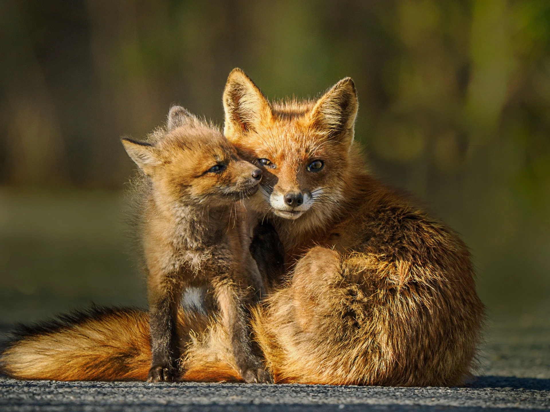Fox with kit

Taken, handheld, 1000mm FFEQ, with the @omsystem.americas 150-400mm lens (with the lens 1.25 internal teleconverter engaged).

f5.6 | 1/800 | ISO 640

with @franktaylorsmith