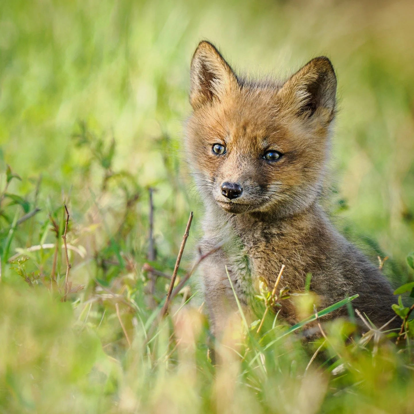 Fox Kit. Mom was sitting in the middle of the warm road in the sun with kits nursing on her and this little one ran to the wide -- so fuzzy, so cute.

Taken, handheld, 1000mm FFEQ, with the @omsystem.americas 150-400mm lens (with the lens 1.25 intern