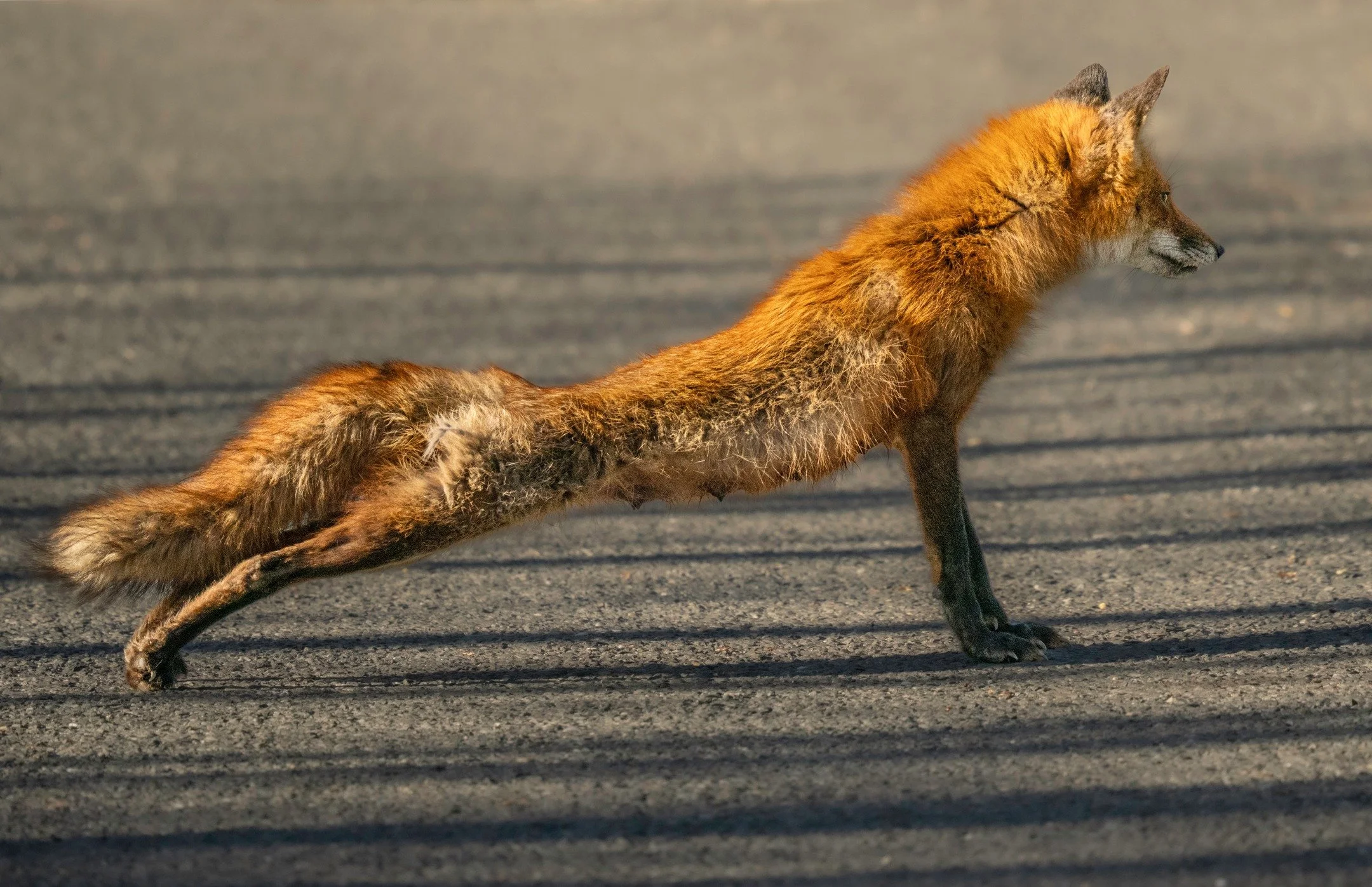 Fox doing "downward dog" yoga

Taken, handheld, 500mm FFEQ, with the @omsystem.americas 150-400mm lens

f5.6 | 1/2500 | ISO 1600

with @franktaylorsmith

#omsystem #lisatomphotos #fox #seetheunseen #itsinournature #downwardog #yogapositions
