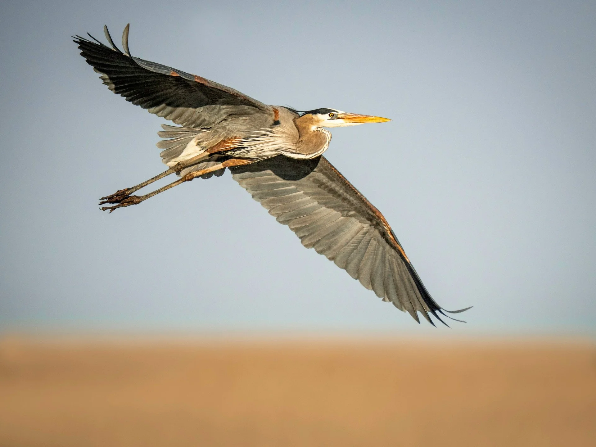 We saw a couple dozen GBHs (Great Blue Herons) at low tide, some would suddenly jump up and just let the wind take them.

Taken, handheld, with my @omsystem.americas M Zuiko 150-500mm lens with the 1.25X lens teleconverter engaged.

1/4000 | f5.6

#l