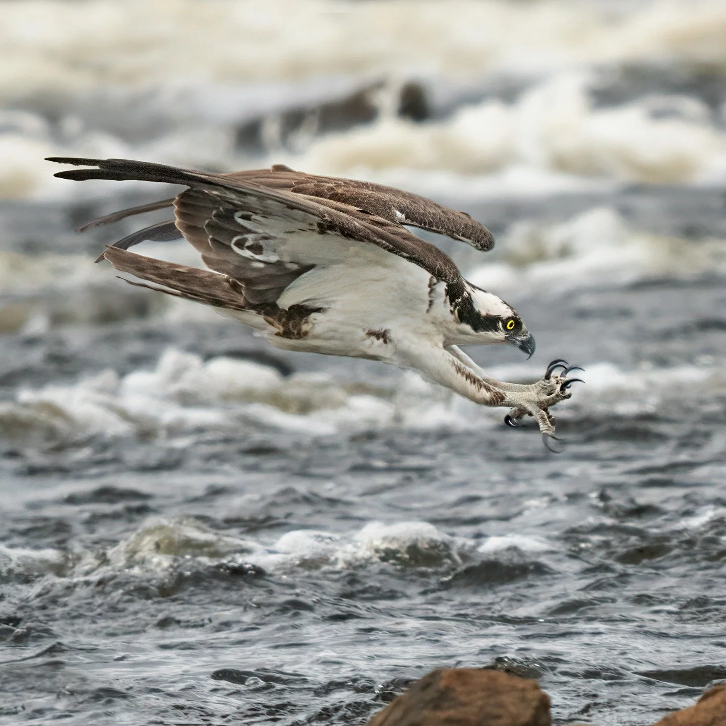 Osprey, diving for fish

Taken, handheld, 1000mm FFEQ
Taken with my @omsystem.americas M Zuiko 150-400mm, with the internal lens 1.25X teleconverter engaged, on my OM-1 mark II

#osprey #bird #omsystem #itsinournature #lisatomphotos @omsystem.cameras