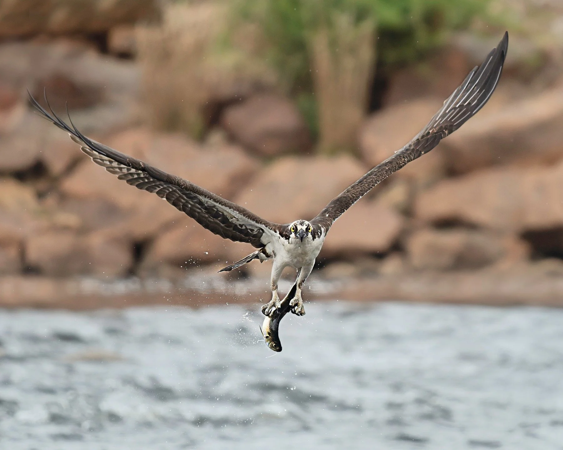 Osprey with fish

Taken, handheld, 1000mm FFEQ
Taken with my @omsystem.americas M Zuiko 150-400mm, with the internal lens 1.25X teleconverter engaged, on my OM-1 mark II

1/3200 | f5.6 ISO 2500

#osprey #bird #omsystem #itsinournature #lisatomphotos 