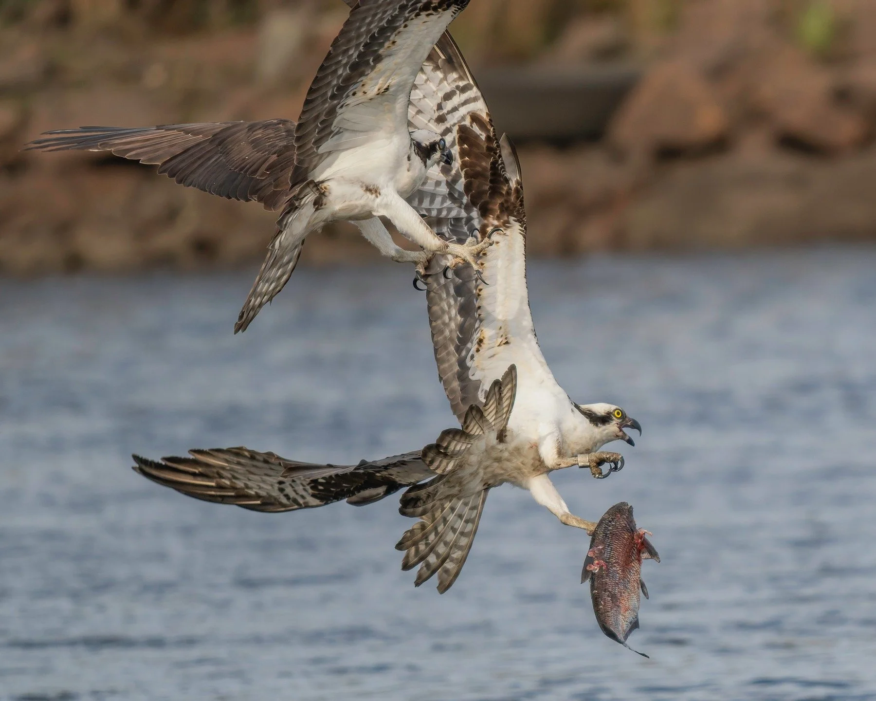 Contact!

The lower osprey caught a fish and was exhausted dragging it out, rather than flying off to eat the head before bringing the body to its mate in the nest it sat on a rock and ate the head. The dominant osprey of this water chased it off, ta