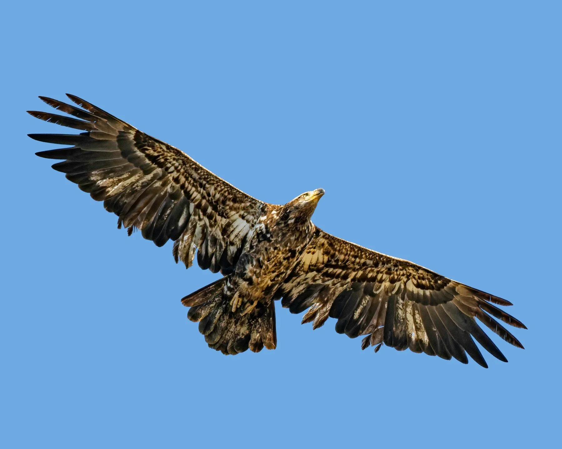 Immature Bald Eagle

100mm FFEQ | 1/4000 iso 2000 f5.6
 |
Taken with the @omsystem.americas OM-1 mark II camera and the M Zuiko 150-400mm lens, handheld.

#omsystem #eagle #lisatomphotos #baldeagle #itsinournature @omsystem.cameras