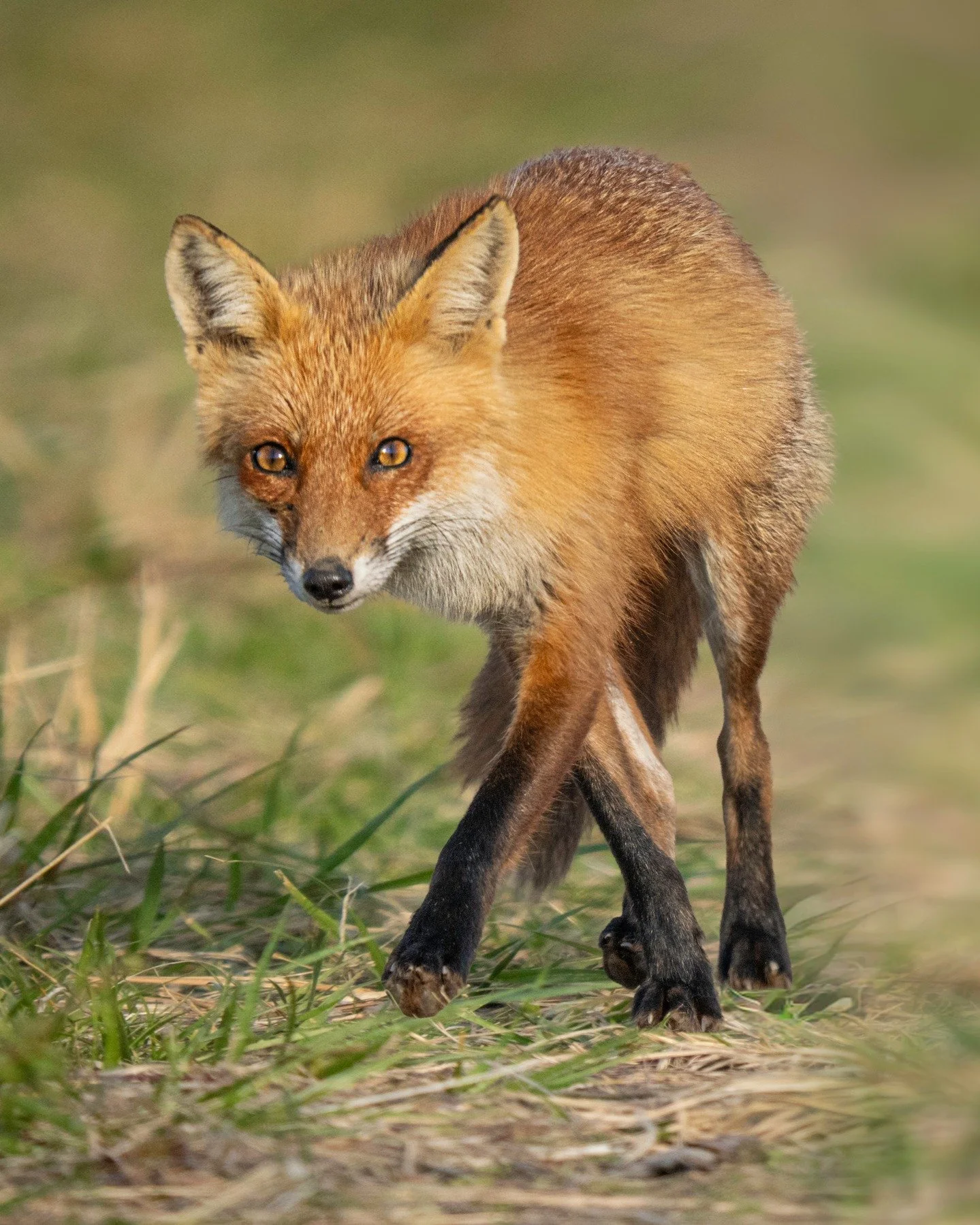 Fox 

Taken, handheld, 1000mm FFEQ, with the @omsystem.americas M Zuiko 150-400mm lens

f5.6 | 1/2500 | ISO 1250

with @franktaylorsmith

#omsystem #lisatomphotos #fox #seetheunseen #itsinournature