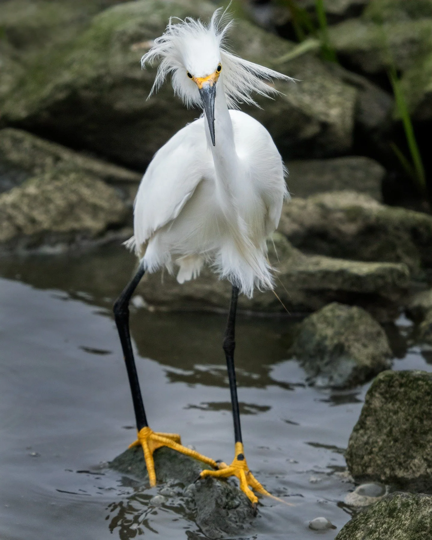 "Bad Hair Day"

Snowy Egret
1000mm FFEQ

Taken, Handheld, with my @omsystem.americas M Zuiko 150-400mm, with the internal lens 1.25X teleconverter engaged, on my OM-1 mark II

f5.6 | 1/5000 ISO 2500

#omsystem #lisatomphotos #snowyegret #mz