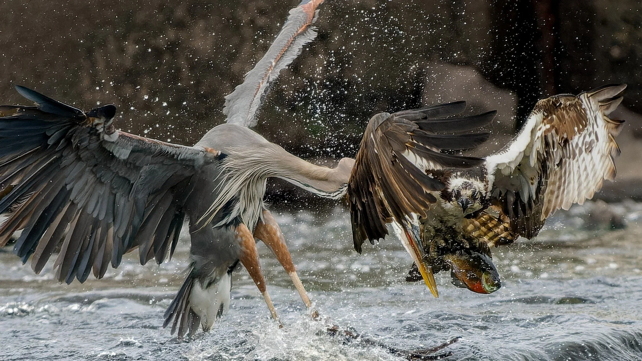 Close Call!

This Great Blue heron would rather steal fish from the osprey than catch its own!

Taken, Handheld, with the @omsystem.americas M Zuiko 150-400mm, with the internal lens 1.25X teleconverter engaged, on the OM-1 mark II camera.

#omsystem