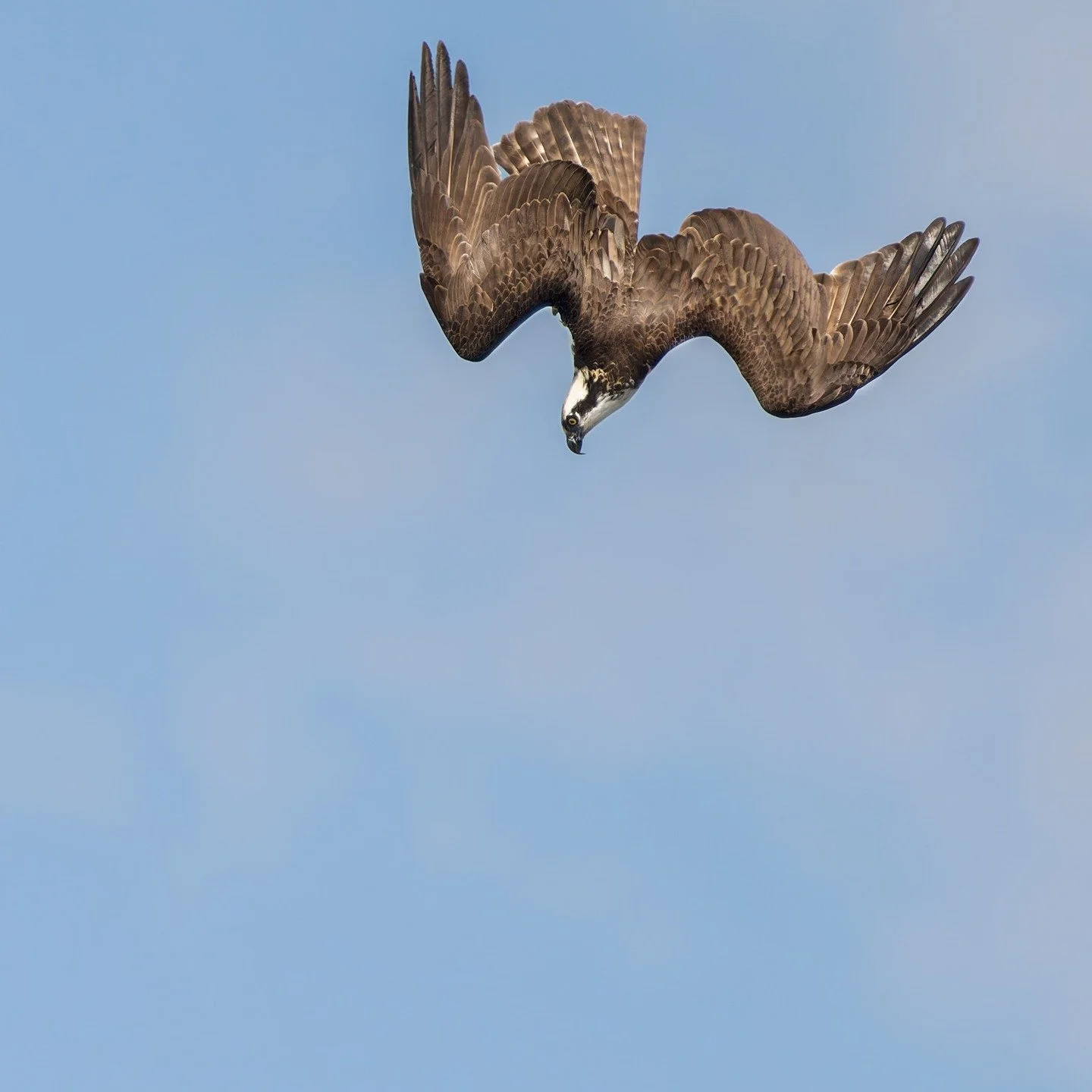 Two (swipe right) different osprey diving for fish, love the wings angles!

This is the time of year when the males do the majority of the fishing and the action can be intense.

The hover
Then the dive
Then, hopefully, a fish

1000mm FFEQ
Taken, Han