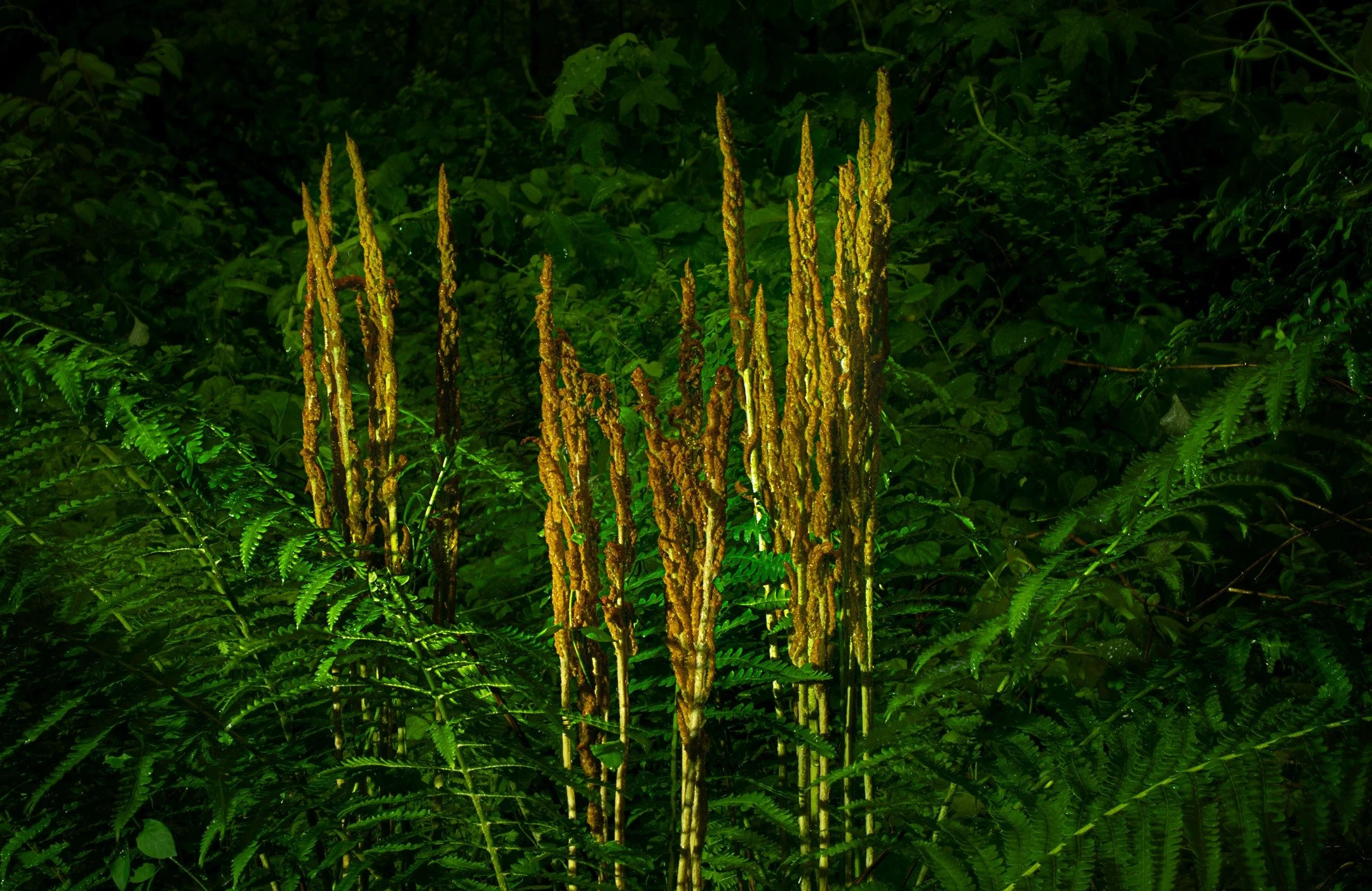 Daylight live composite and light painting

live composite allows you to freeze the mabinet light, with only new light, in this case from my flashlight, being added.

f13 | ISO 200 | 1/2 second exposures (~300) stacked in-camera on lighten blend mode