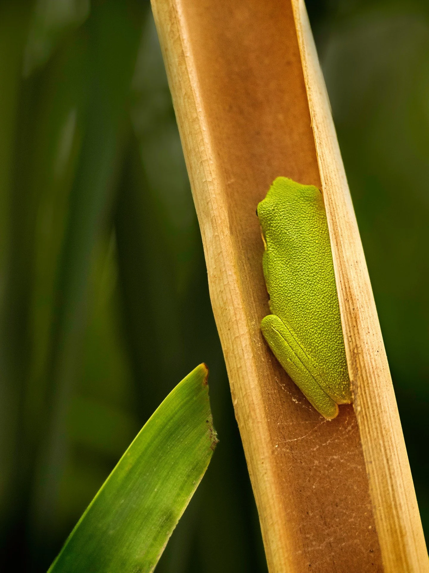 Finding frogs. 
Most green tree frogs are hard to spot as they are sitting on green reeds, but this one was in a hollowed out reed.

Focus stacked in-camera 
10 stacks

Taken, handheld, with the @omsystem.americas M Zuiko 60mm lens.

#omsystem #lisat