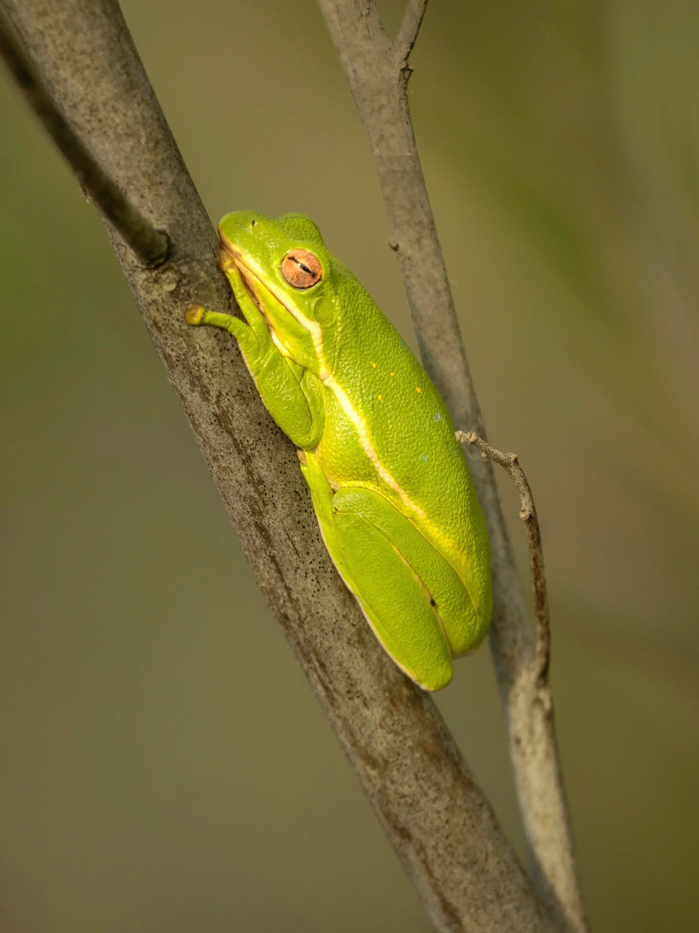 Green Tree Frog. 
Taken at our Nature Photo Retreat

Taken, handheld, with the @omsystem.americas M Zuiko 150-400mm lens with the lens teleconverter 1.25X engaged for 1000mm FFEQ

f5.6 1/640 ISO 2000

#omsystem #lisatomphotos #frog #greentreefrog #15