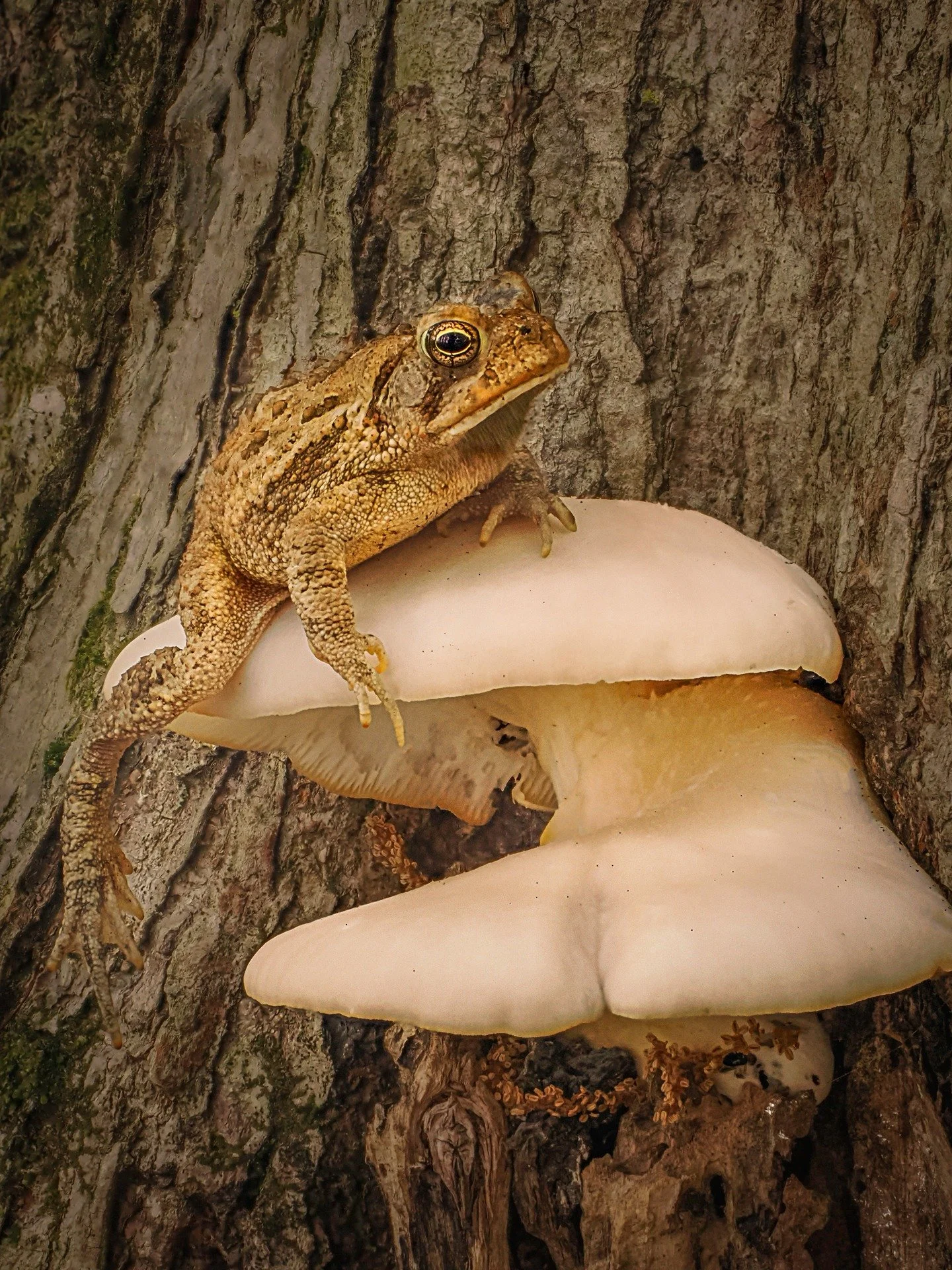 Toad

Focus stacked in-camera 
10 stacks

Taken, handheld, with the @omsystem.americas M Zuiko 12-100mm lens.

#omsystem #lisatomphotos #toad #frog #focusstacking 

f8 | 1/25 ISO 4000
