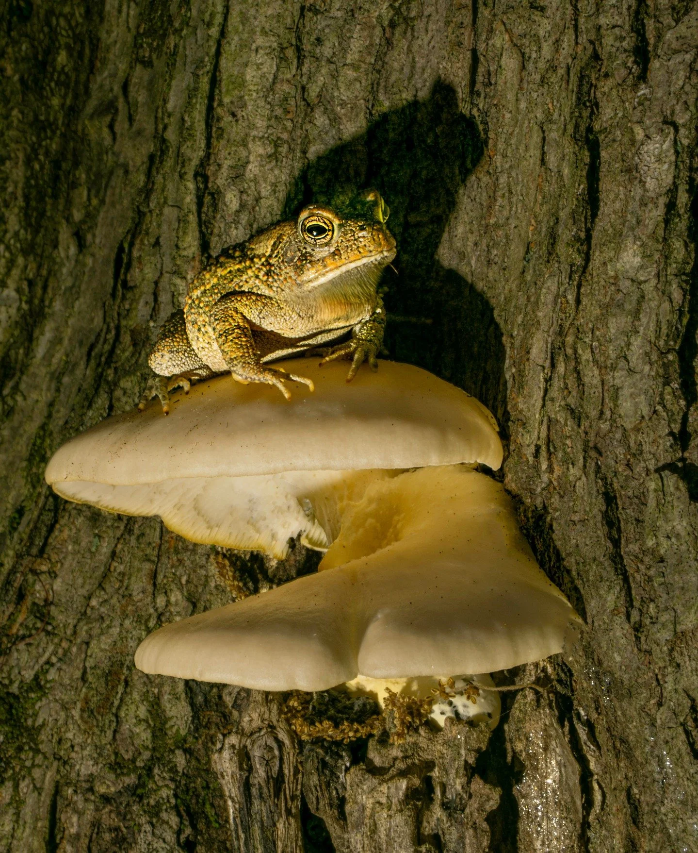 I "toad" you I love live composite

I had to talk with this little guy while I was light painting him so he wouldn't see me as a threat and also so he wouldn't move during the consecutive 1/2 second exposures of live composite

f22 | iso 80