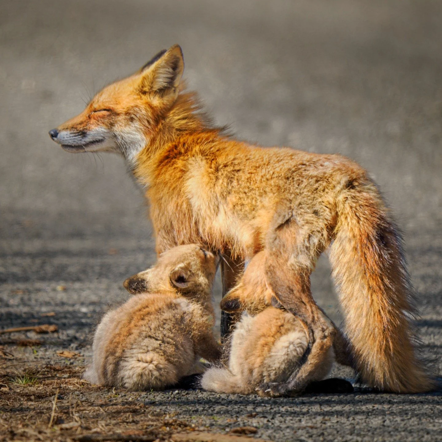 Fox kits nursing

Taken, handheld, 1000mm FFEQ, with the @omsystem.americas 150-400mm lens (with the lens 1.25 internal teleconverter engaged).

f5.6 | 1/800 | ISO 640

with @franktaylorsmith