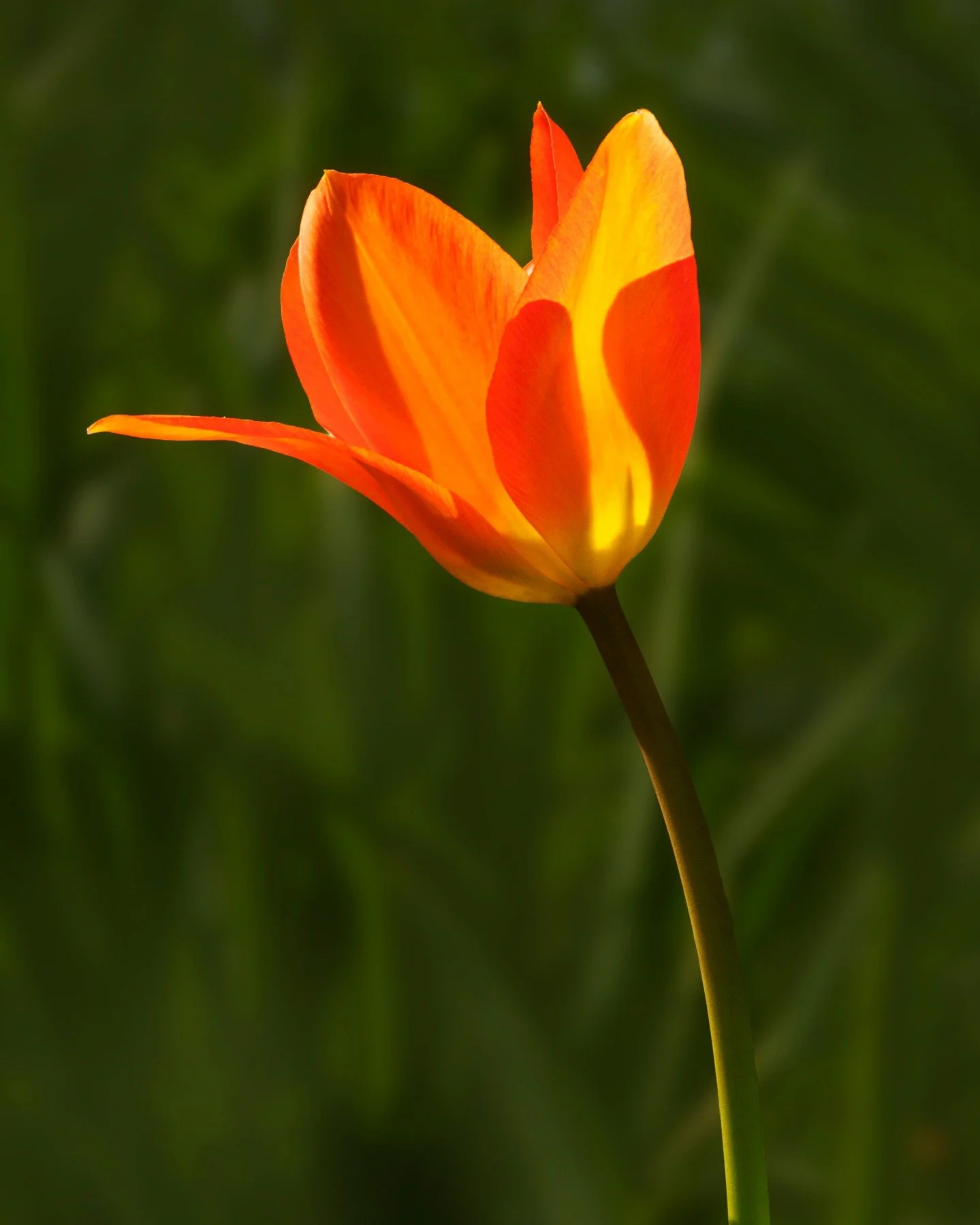 Tulip. Backlit

Taken with the @omsystem.americas M Zuiko 50-200mm lens on the OM-1 mark II

#omsystem #tulip #50-200 #mzuiko #flowers @omsystem.cameras