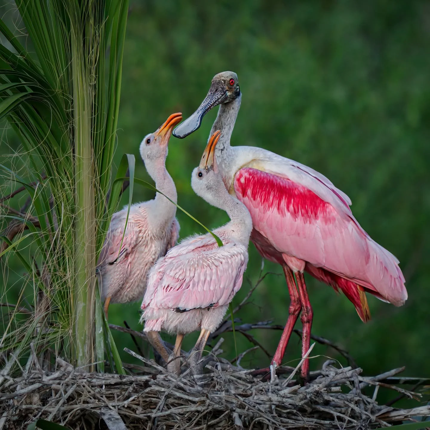 Got food?

Two hungry reseated spoonbill babies

Taken, handheld, with the @omsystem.americas M Zuiko 150-400mm lens on the OM-1 mark II camera

f6.3 |1/1000 Iso 1250

#omystem #spoonbills #birds #lisatomphotos #mzuiko #itsinournature with @franktayl