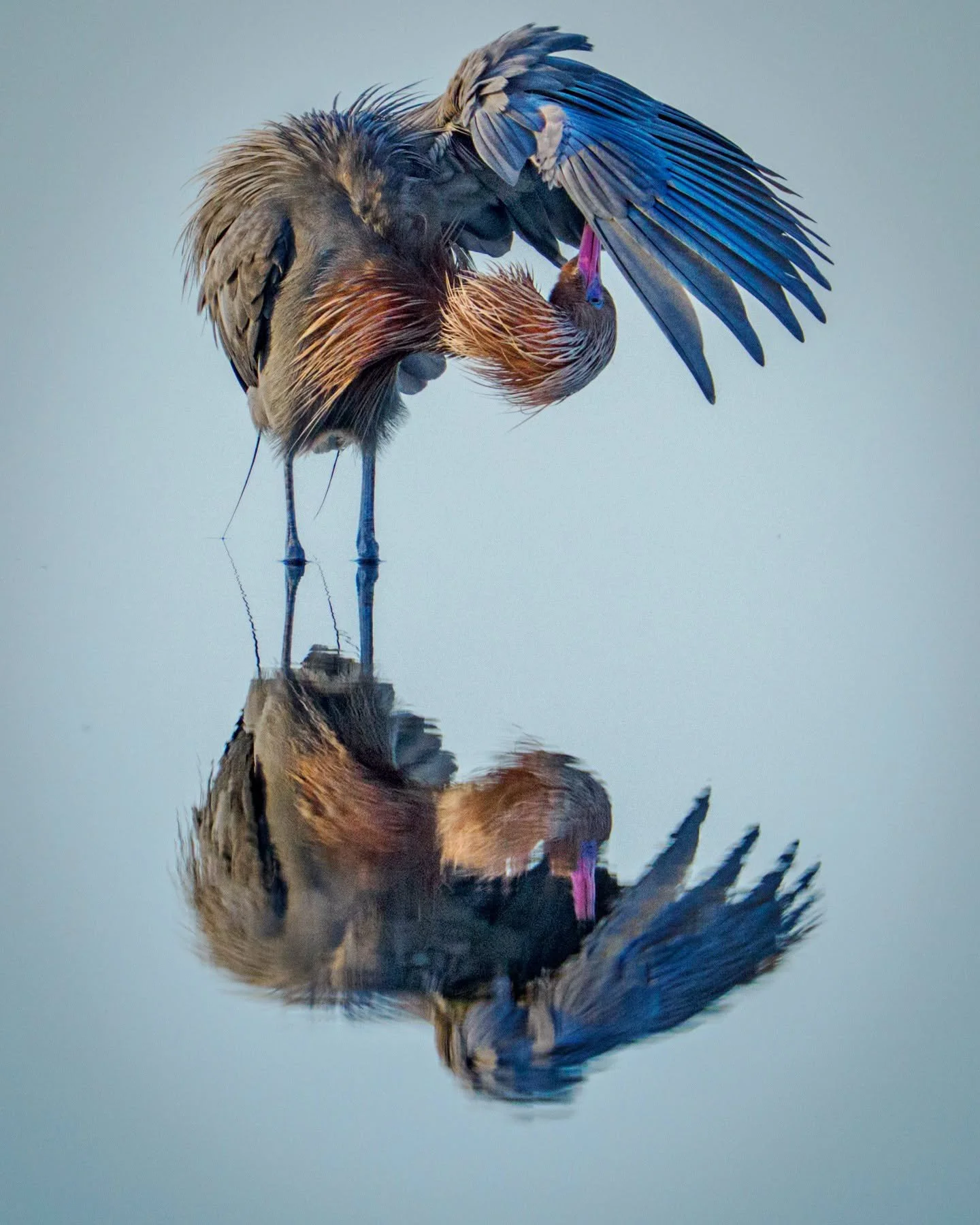Reddish egert, preening in the predawn light

Taken, handheld, with the @omsystem.americas M Zuiko 150-400mm lens on the OM-1 mark II camera

f5.6 |1/2500 Iso 6400

#omystem #reddishegret #birds #lisatomphotos #mzuiko #itsinournature with @franktaylo