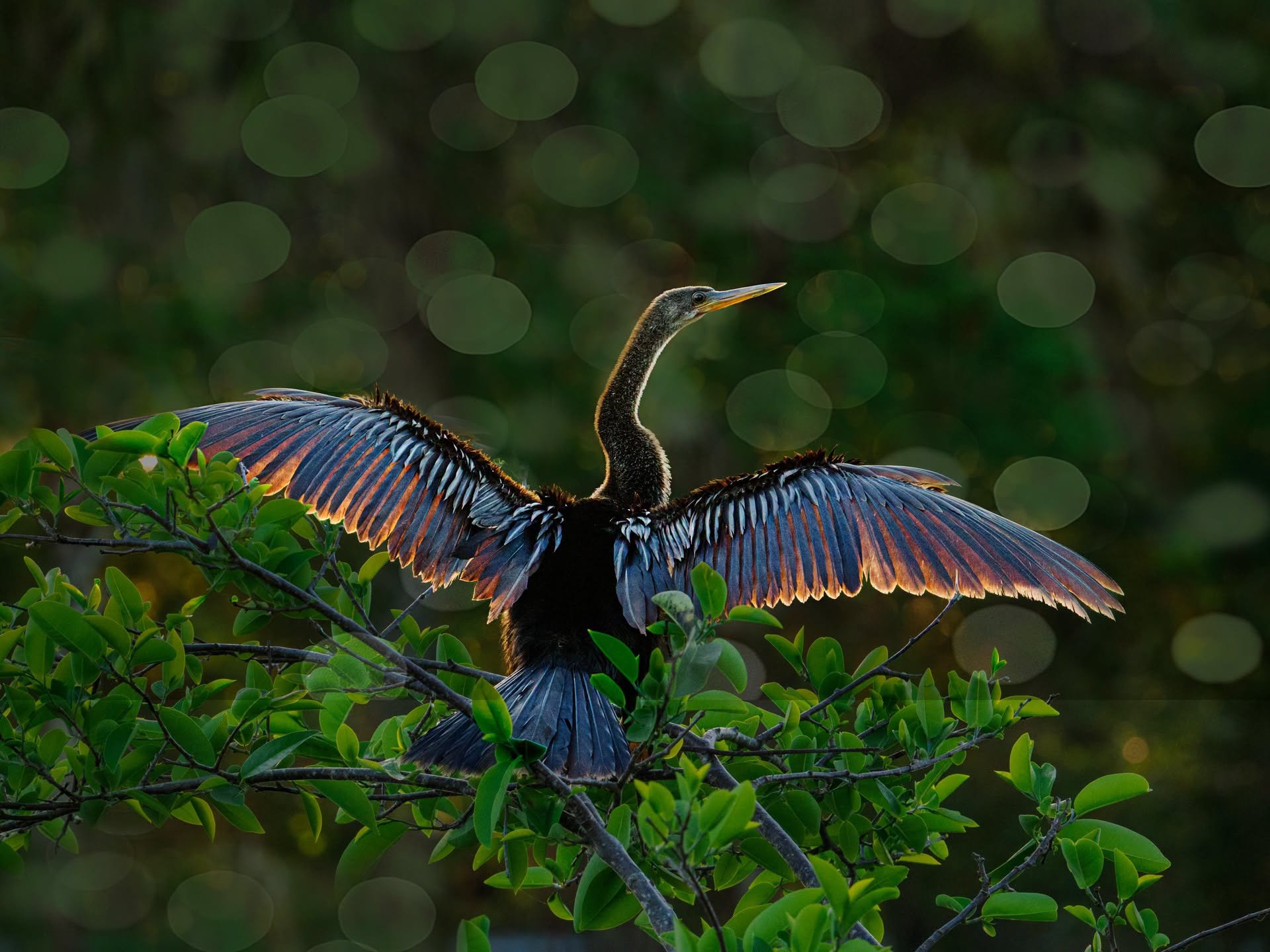 Backlit Anhinga

Taken, handheld, with the @omsystem.americas M Zuiko 150-400mm lens on the OM-1 mark II.

f5.6 | 1/640 1/3200

#omsystem #anhinga #lisatomphotos #birds #backlighting @omsystem.cameras